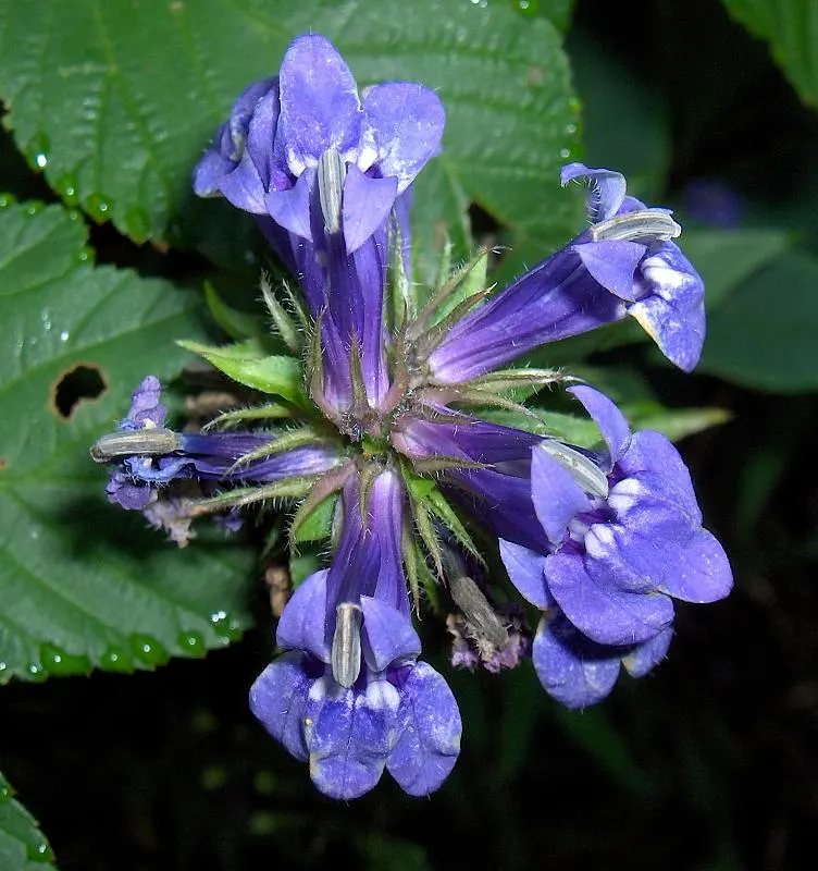 Great Blue Lobelia (Lobelia Siphilitica) — blue flowers in the garden