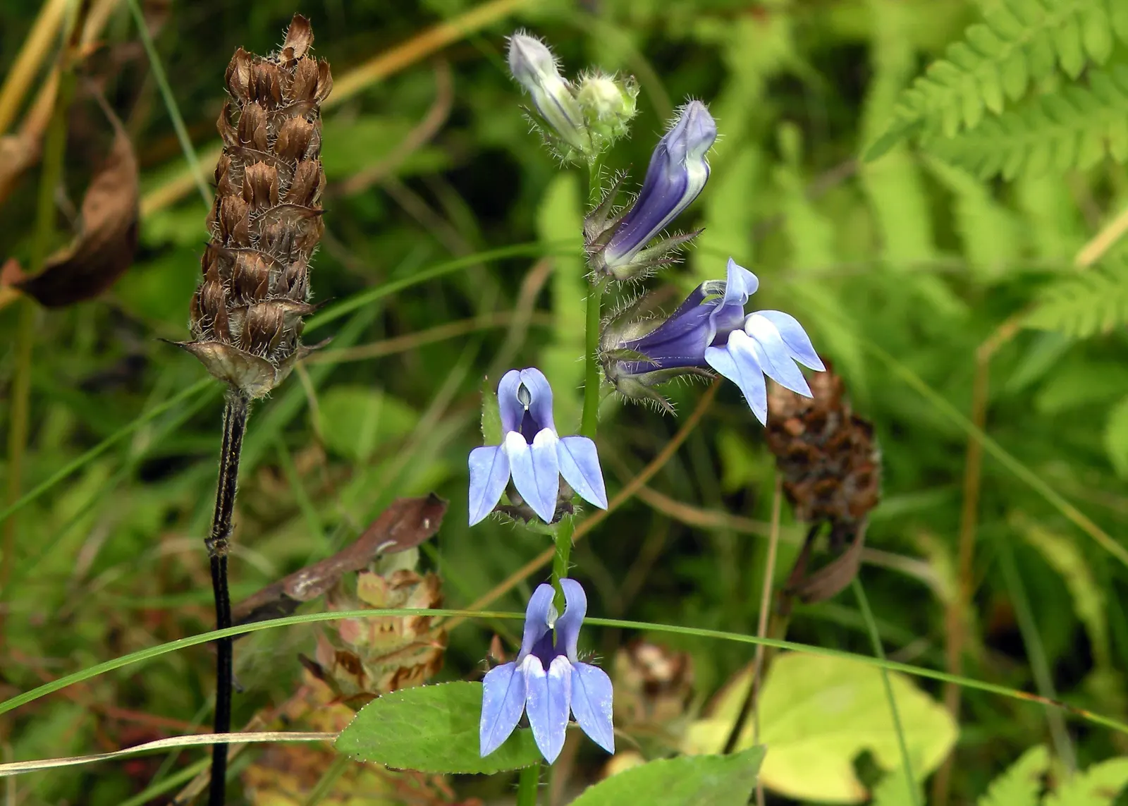 Great Blue Lobelia (Lobelia Siphilitica) — it attracts butterflies and hummingbirds