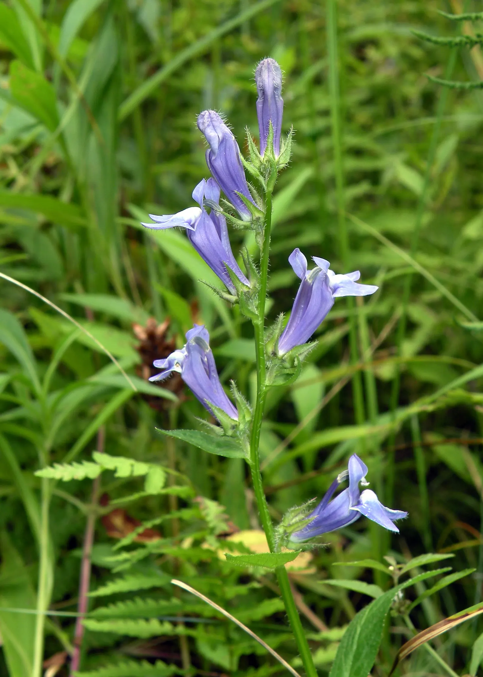 Great Blue Lobelia (Lobelia Siphilitica) — Blooming from late summer to early fall; scientifically known as Lobelia siphilitica, image 53