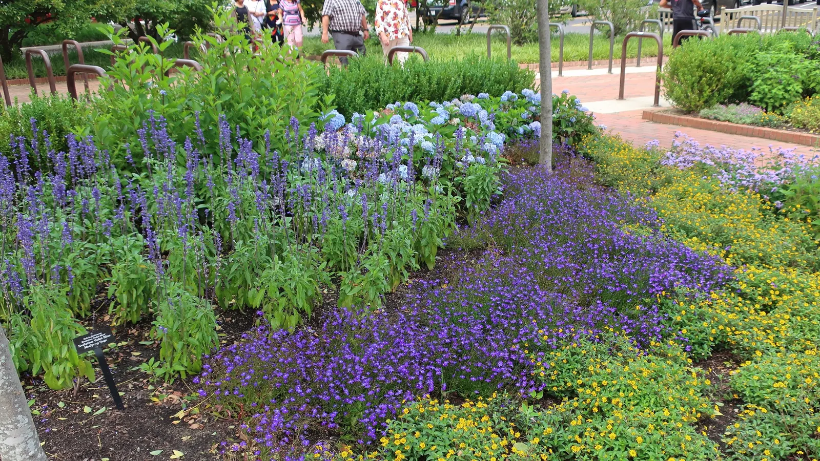 Great Blue Lobelia (Lobelia Siphilitica) — creating a dense floral display that is highly attractive to butterflies
