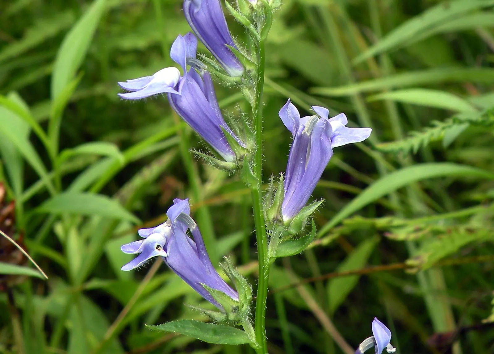 Great Blue Lobelia (Lobelia Siphilitica) — measuring about 1 inch in length