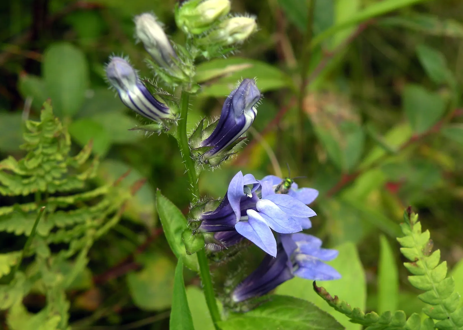 Great Blue Lobelia (Lobelia Siphilitica) — and its striking blooms add late-season color when many other plants are fading