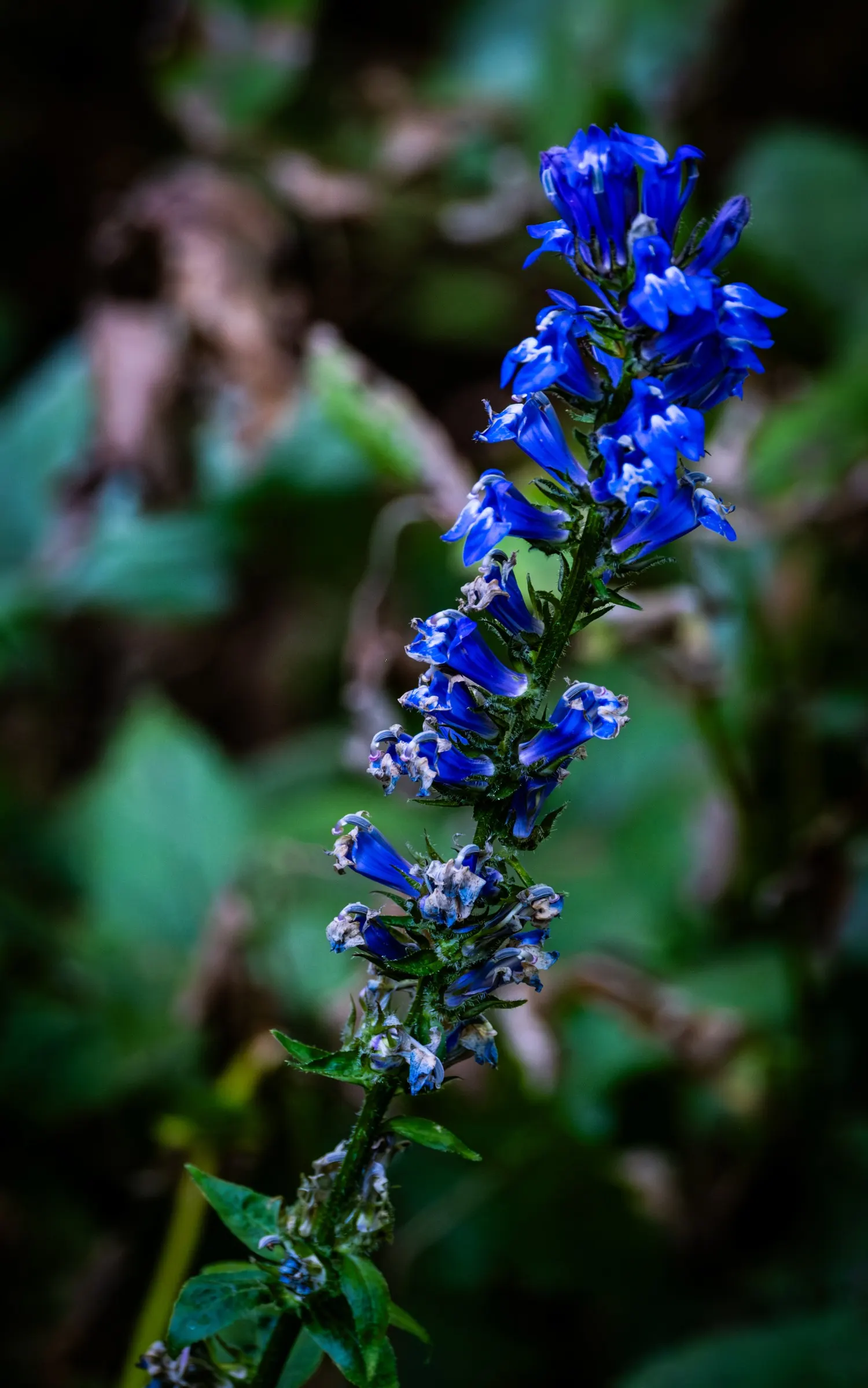 Great Blue Lobelia (Lobelia Siphilitica) — and partially shaded sites; and its striking blooms add late-season color when many other plants are fading