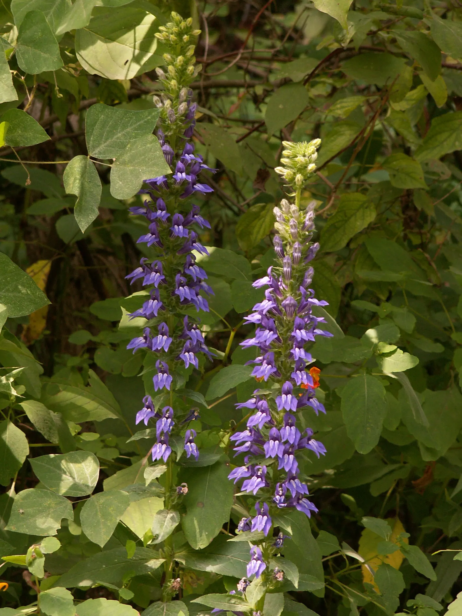 Great Blue Lobelia (Lobelia Siphilitica) — This low-maintenance perennial is also relatively deer resistant; lobelia siphilitica prefers consistently moist to