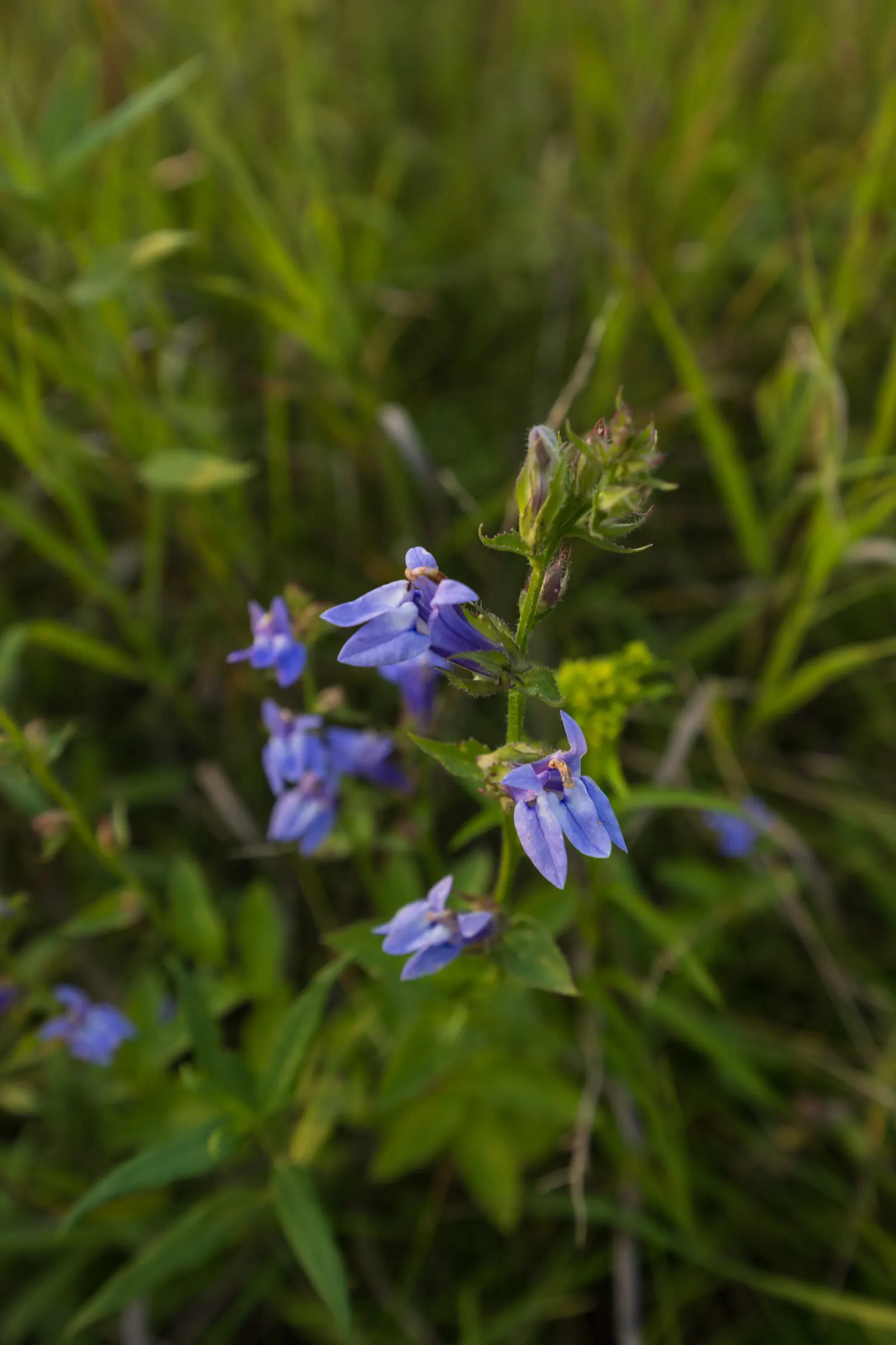 Great Blue Lobelia (Lobelia Siphilitica) — and partially shaded sites