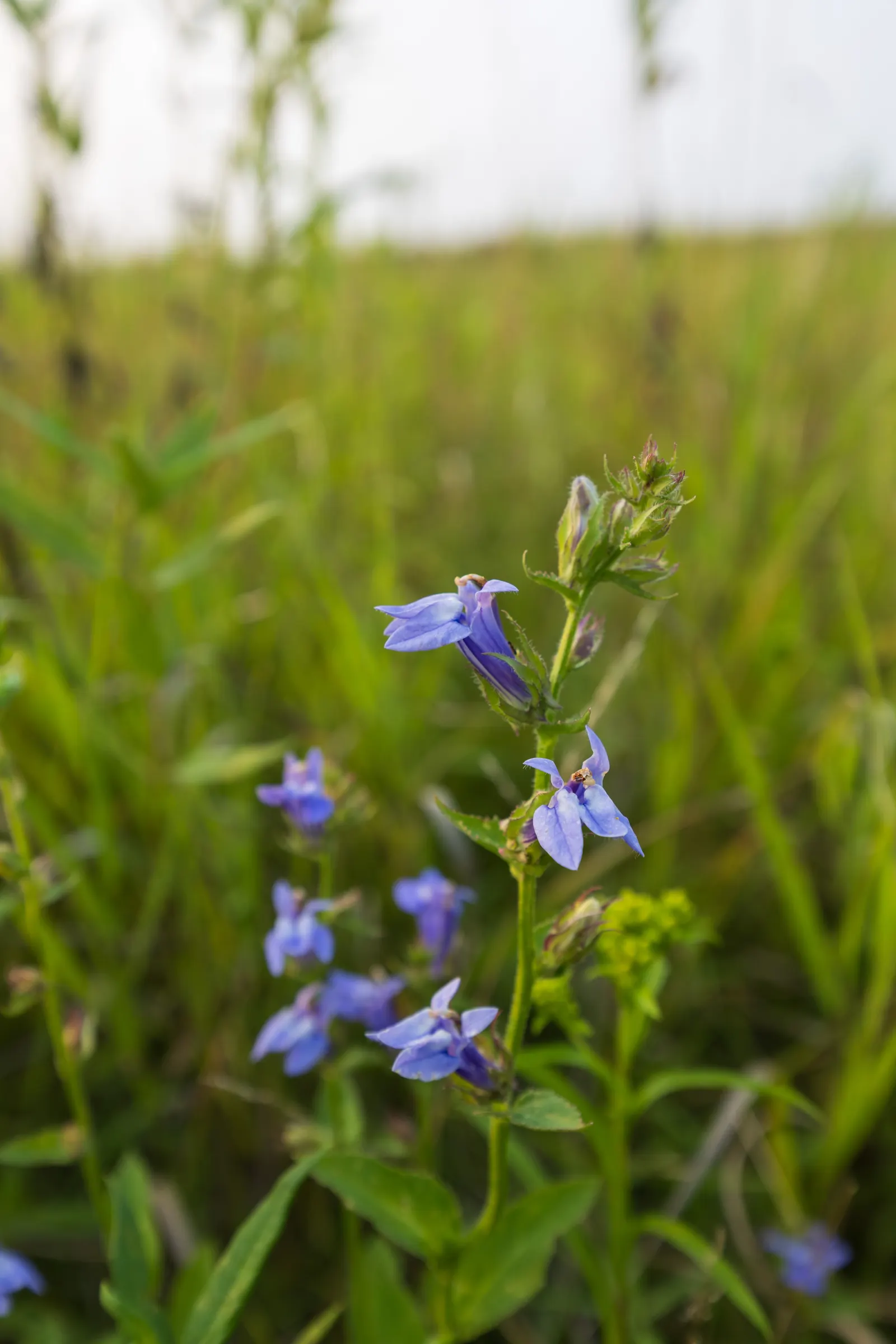 Great Blue Lobelia (Lobelia Siphilitica) — this North American native thrives in USDA zones 4-9; this plant makes an eye-catching addition to any garden with