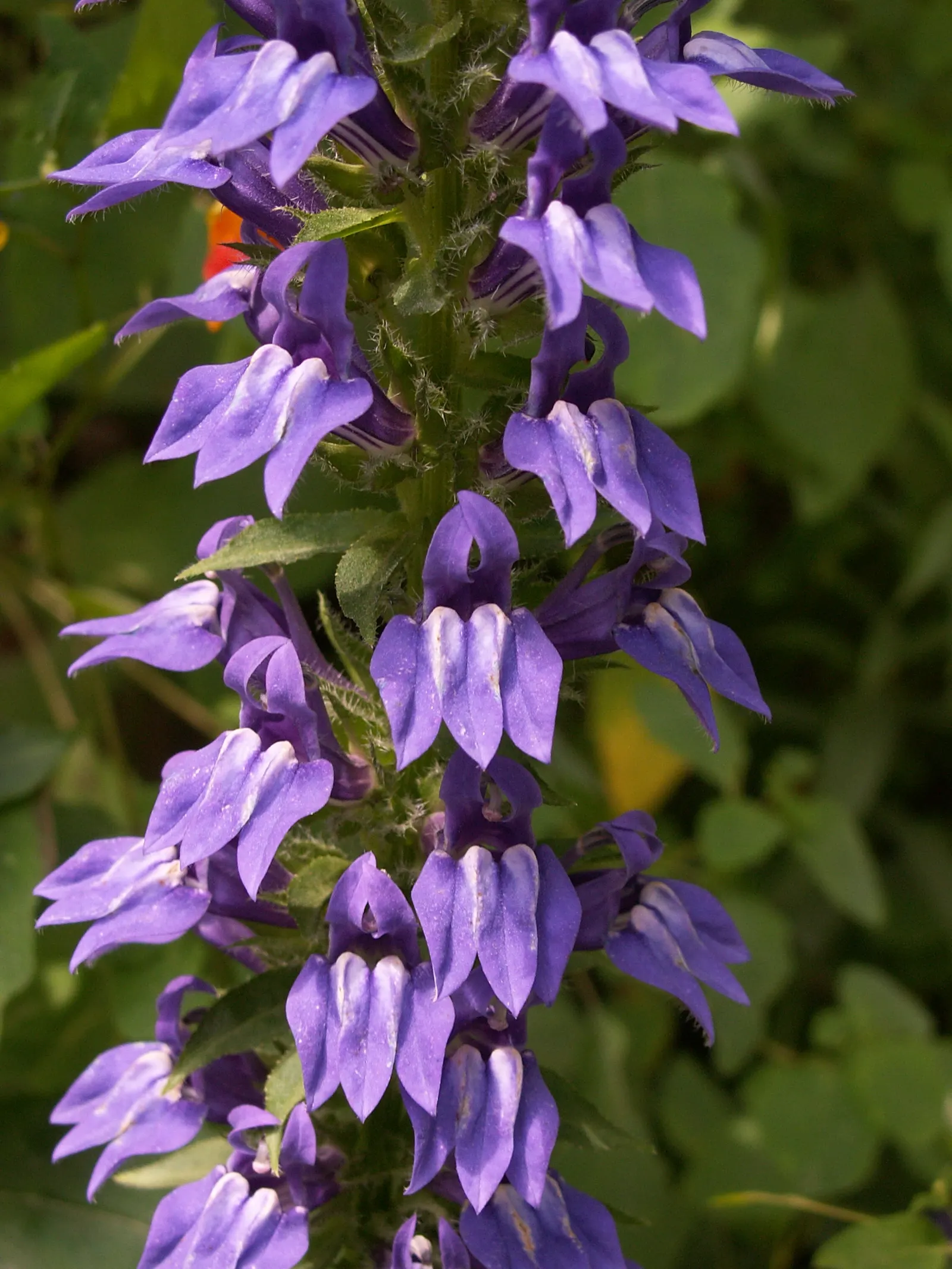 Great Blue Lobelia (Lobelia Siphilitica) — Ideal for adding vertical interest; it grows up to 2-3 feet tall and spreads about 1-1.5 feet wide, image 49