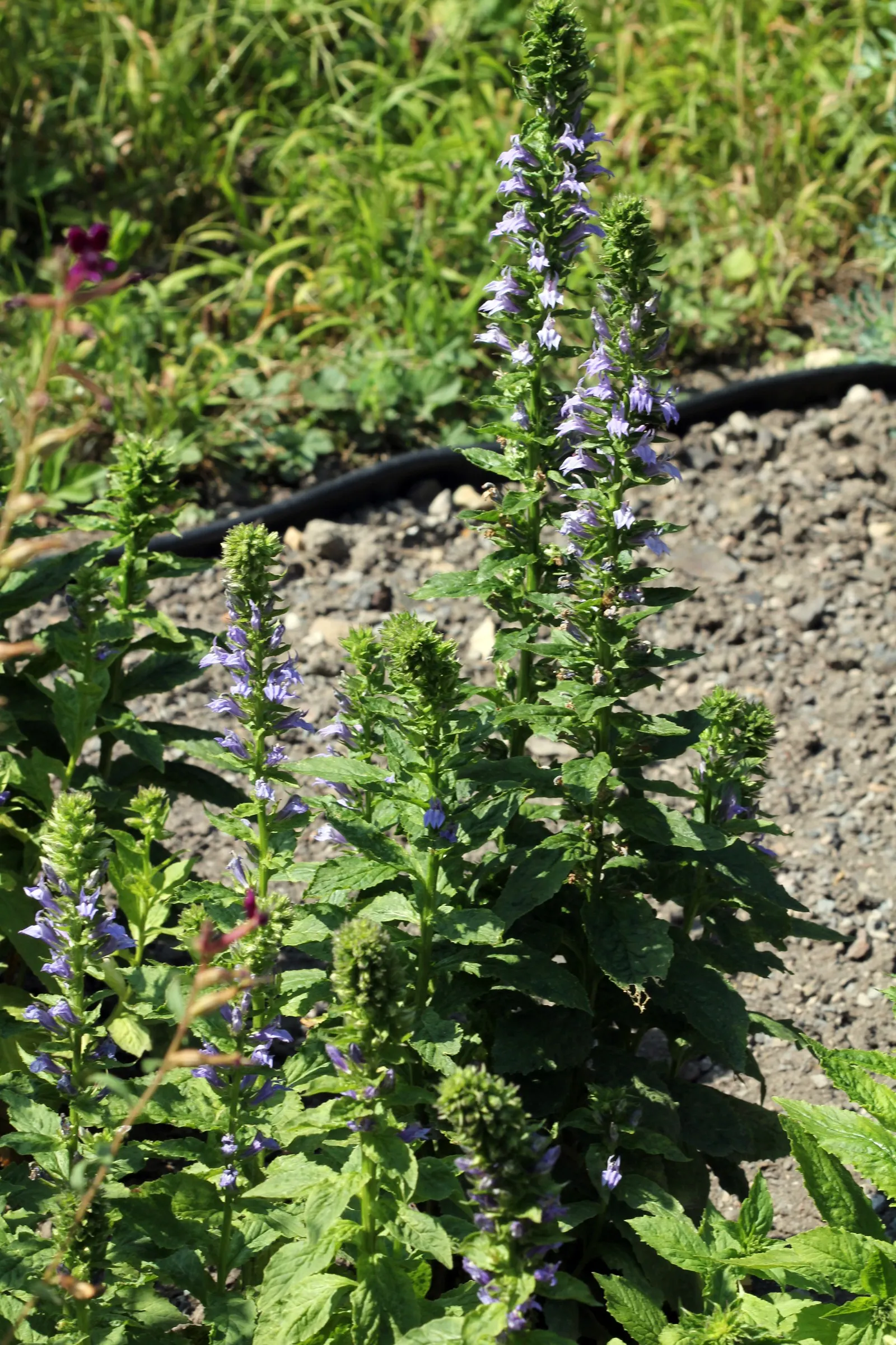 Great Blue Lobelia (Lobelia Siphilitica) — is a striking herbaceous perennial native to the eastern and central regions of the United States, image 57