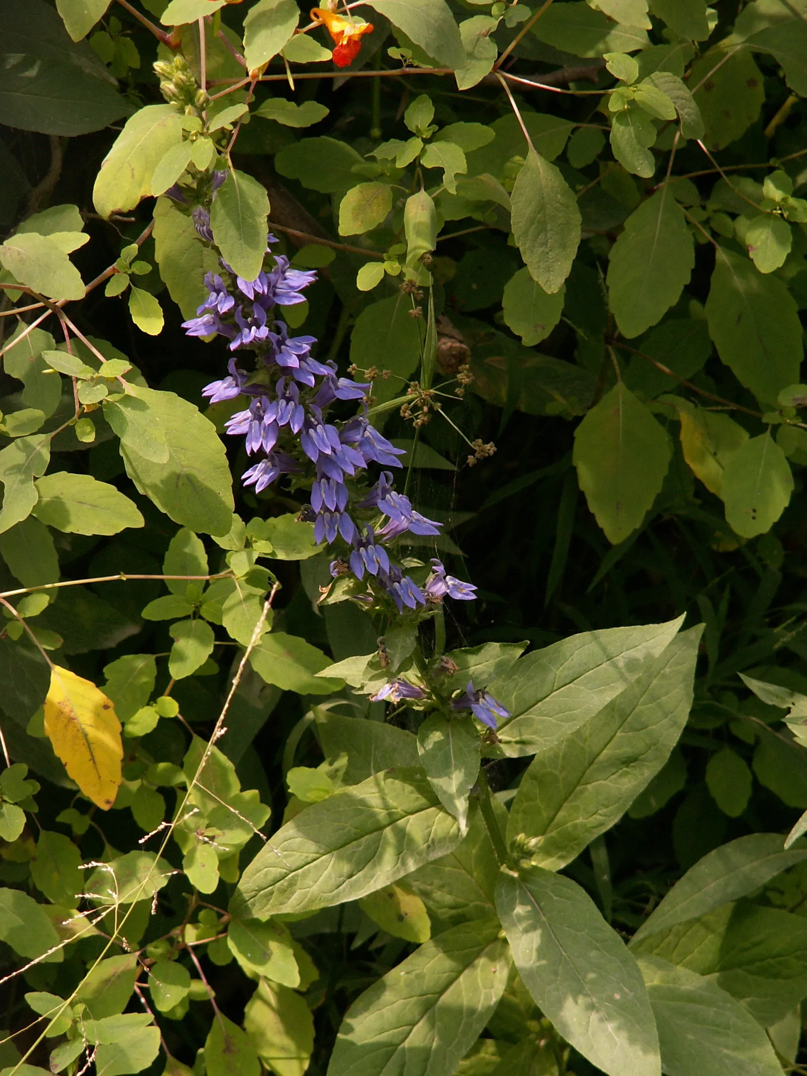 Great Blue Lobelia (Lobelia Siphilitica) — Lobelia siphilitica prefers consistently moist to wet soils and thrives in full sun to part shade conditions; this