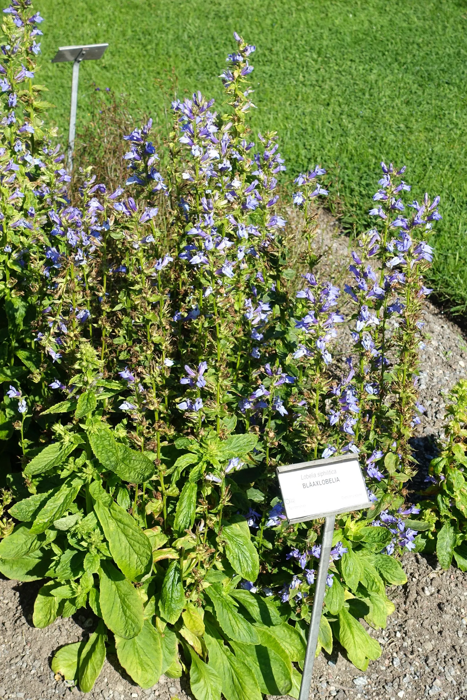 Great Blue Lobelia (Lobelia Siphilitica) — it attracts butterflies and hummingbirds; and other pollinators.<br><br>The foliage of this species is, image 54