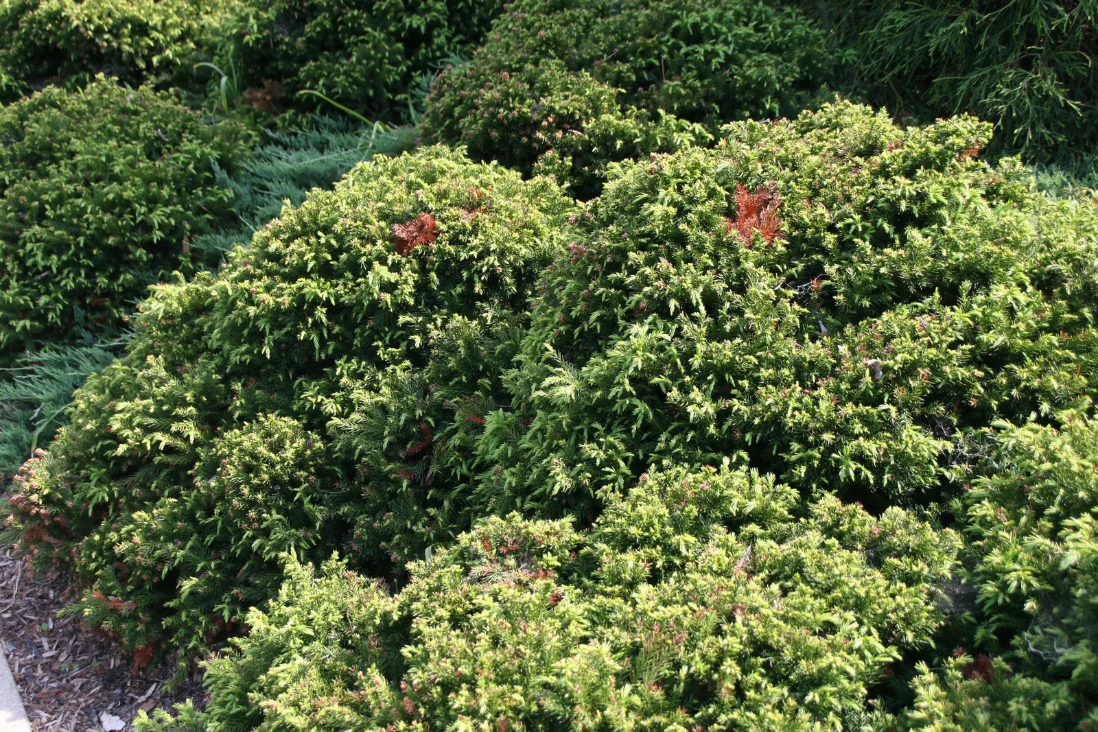 Dwarf Plume Cedar (Cryptomeria Japonica 'Elegans Nana') — evergreen specimen reaching 3-4 feet in height and 4-5 feet in width
