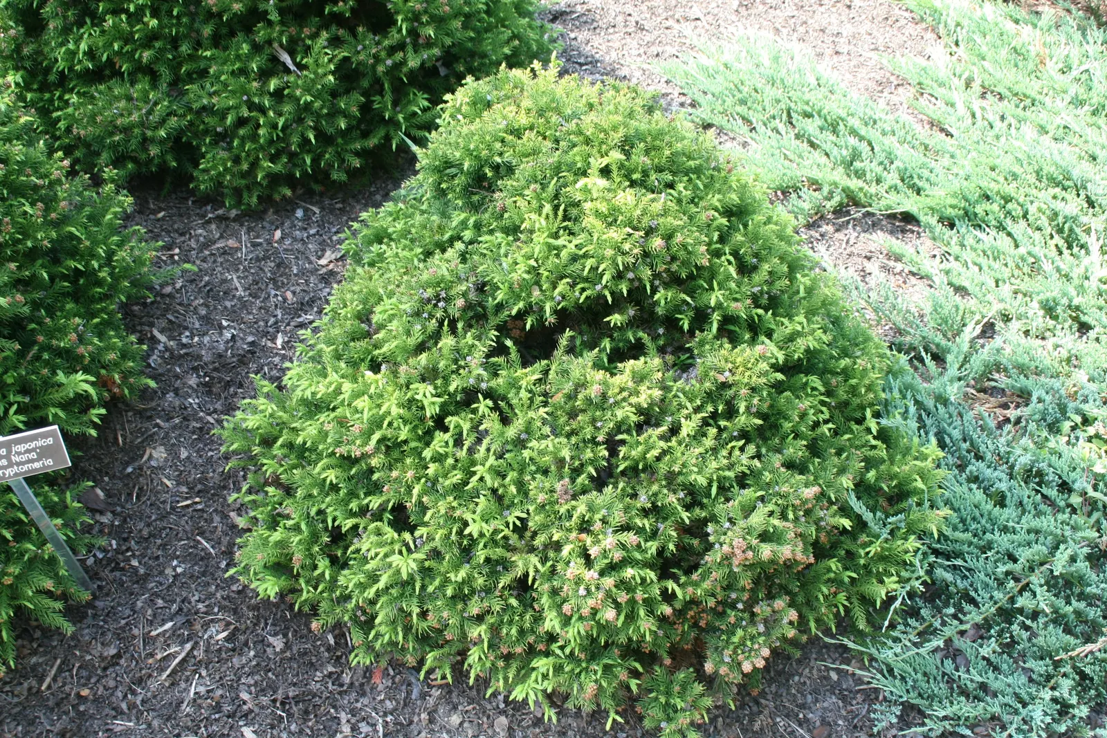 Dwarf Plume Cedar (Cryptomeria Japonica 'Elegans Nana') — Cryptomeria japonica 'Elegans Nana,' is a compact