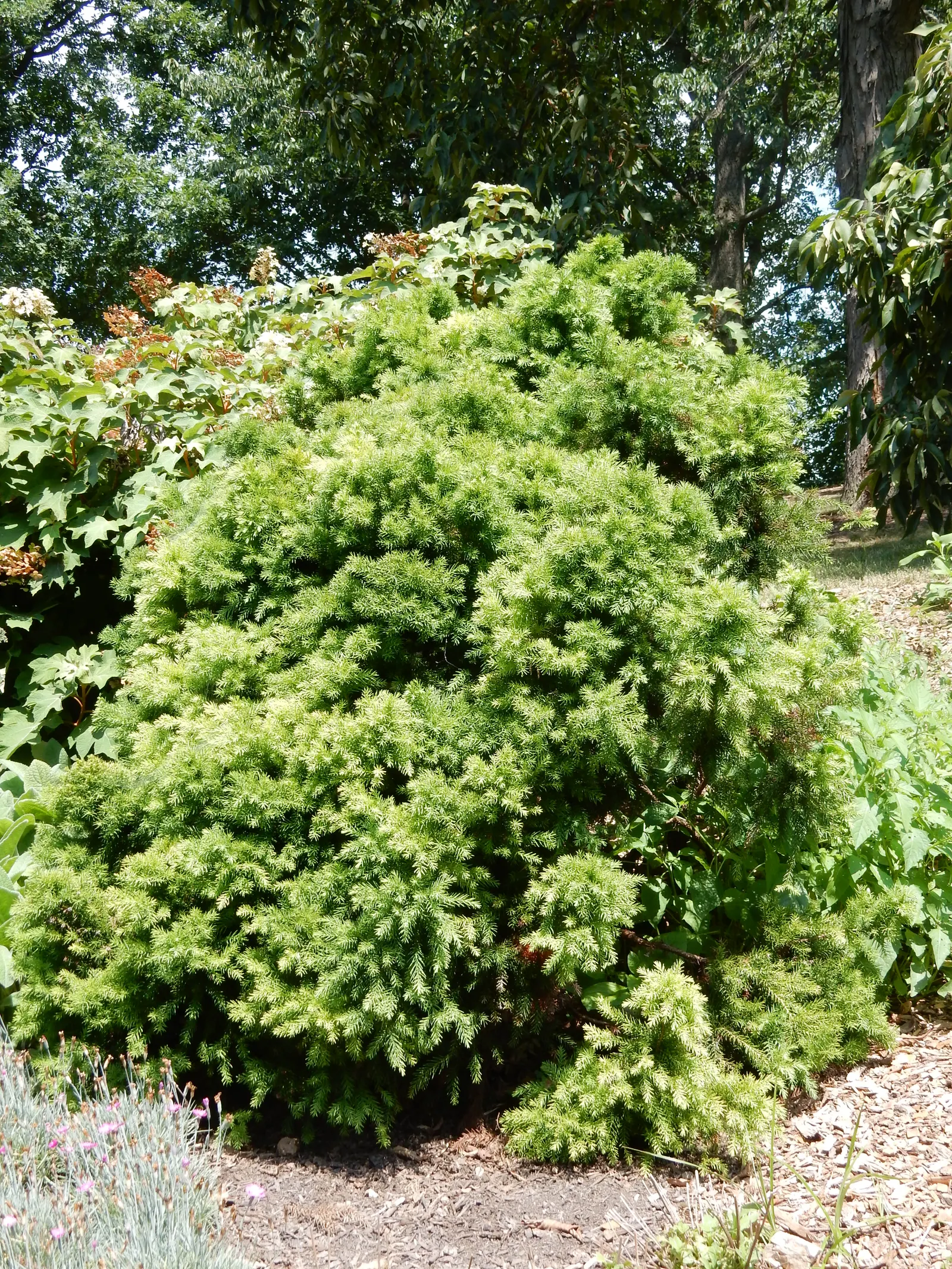 Dwarf Plume Cedar (Cryptomeria Japonica 'Elegans Nana') — It boasts soft, feathery foliage that takes on a bronze hue in winter