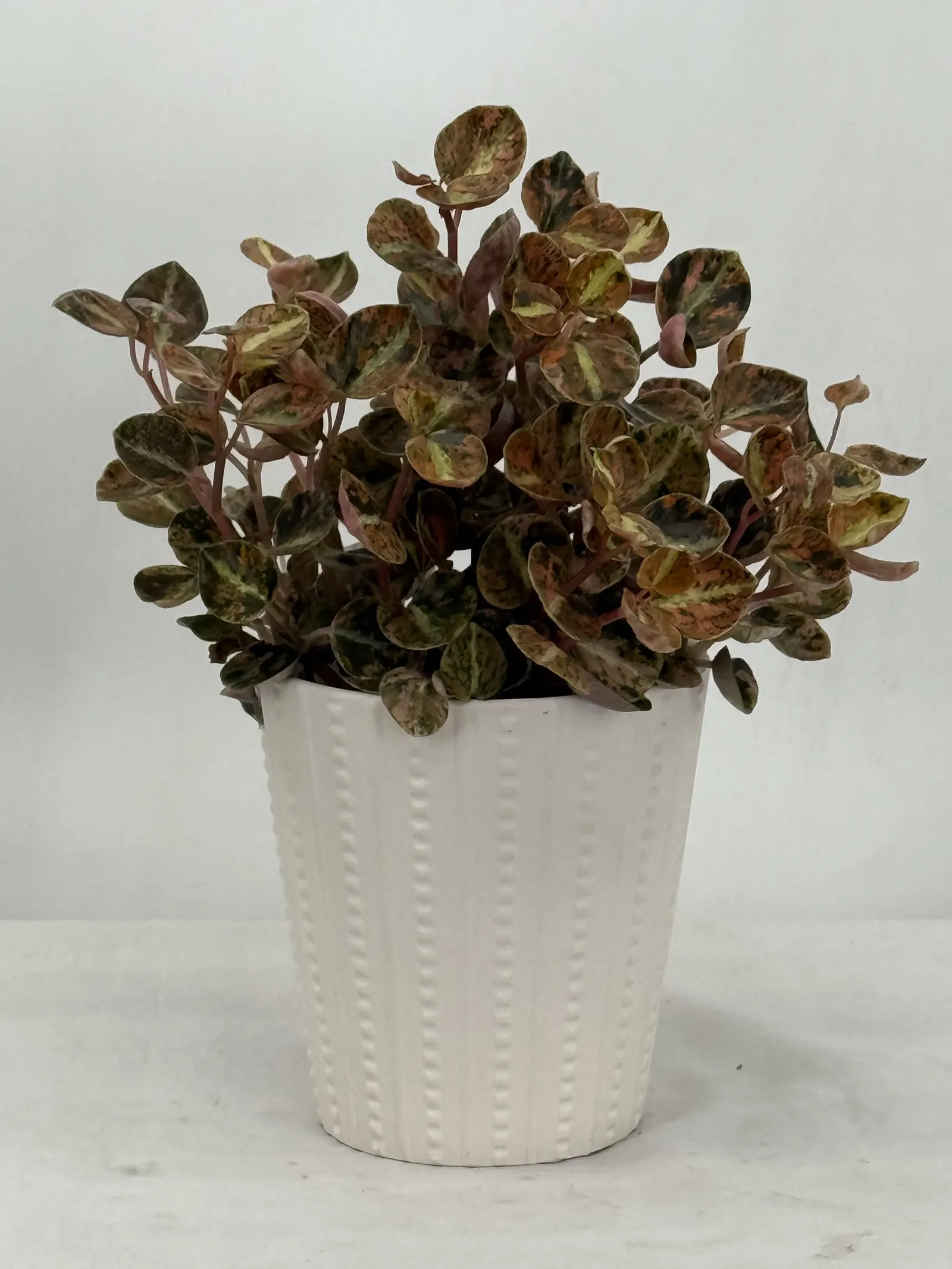 Orange Macaron™ Pepper Elder (Peperomia obtusifolia) — Proven Winners - Savory Delights® Orange Macaron™ - Pepper Elder - Peperomia obtusifolia plant details