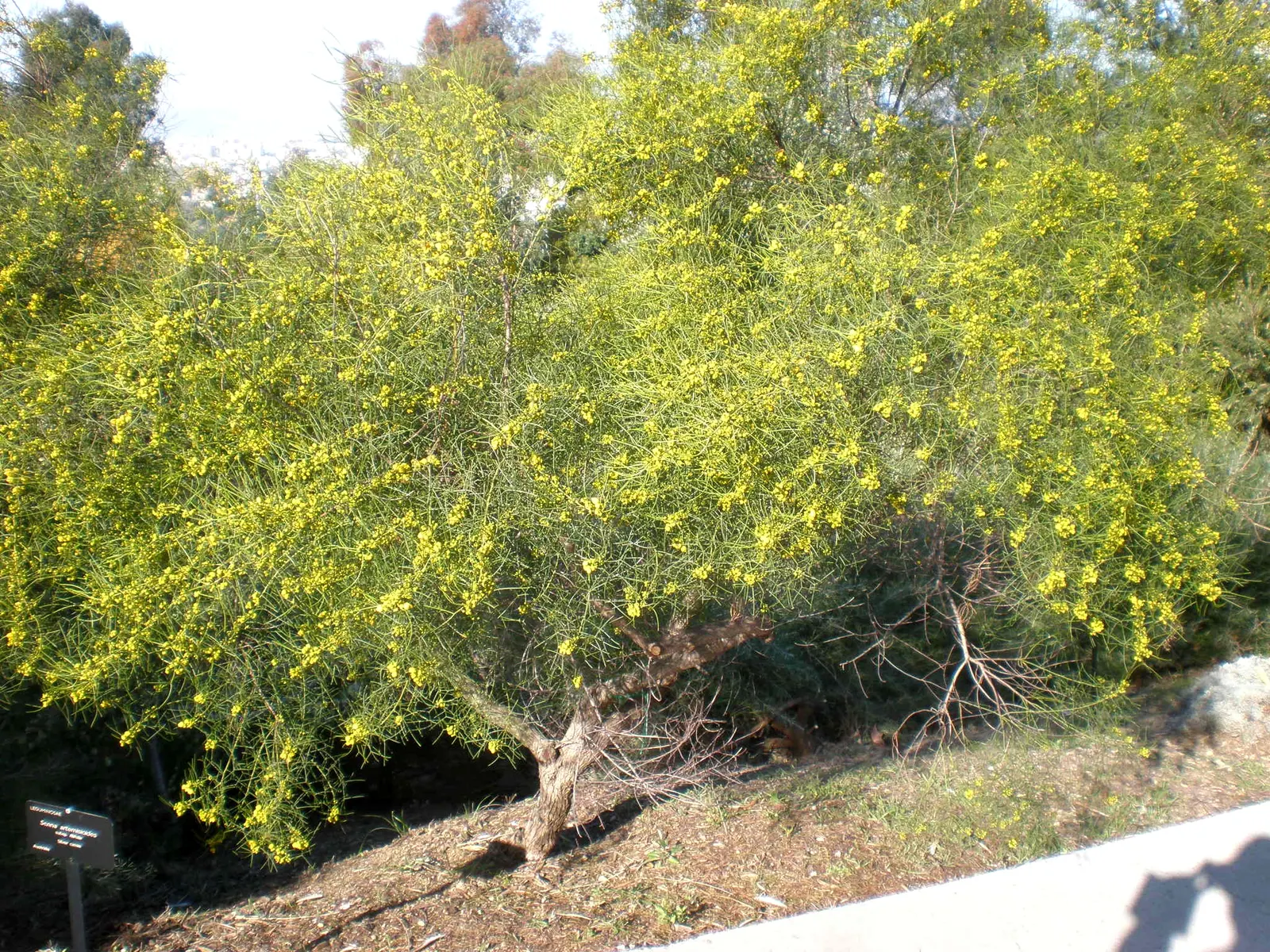 Feathery Cassia Or Senna (Senna Artemisioides) — Ideal for zones 9-11‚Äîrequires well-drained soils and full sun; low-maintenance and attractive to, image 57
