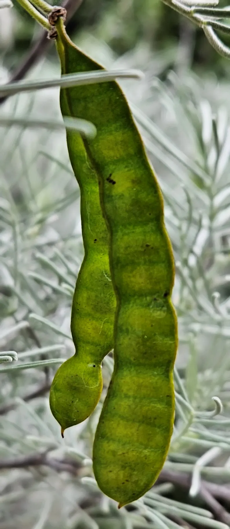 Feathery Cassia Or Senna (Senna Artemisioides) — it enhances gardens with a lively splash of color and feathery contrast against denser plants, image 85