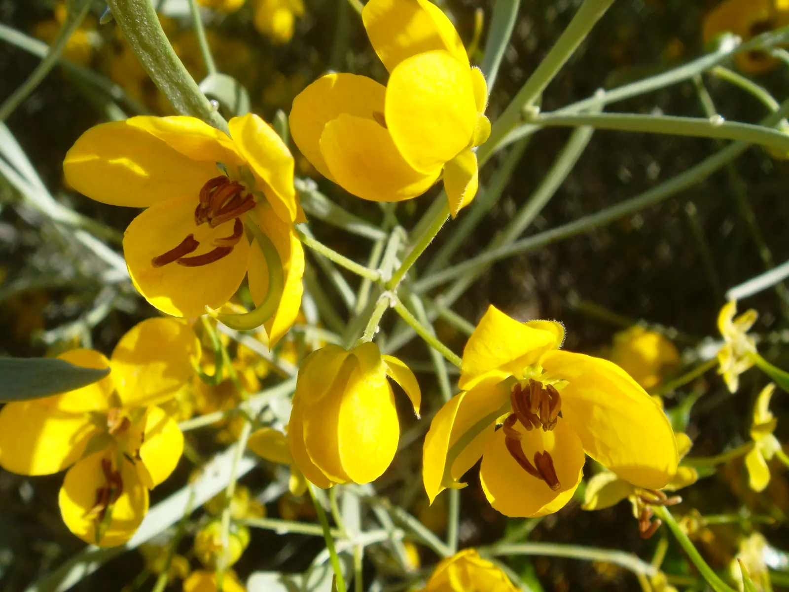 Feathery Cassia Or Senna (Senna Artemisioides) — making it suitable for xeriscaping.<br><br>When designing your layout