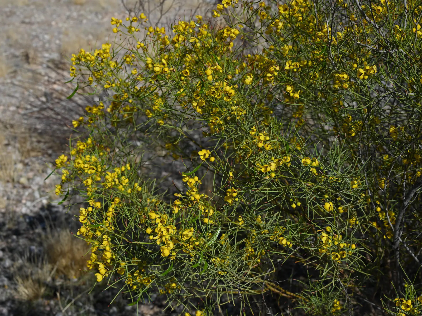 Feathery Cassia Or Senna (Senna Artemisioides) — boasts showy yellow blossoms in late winter to spring