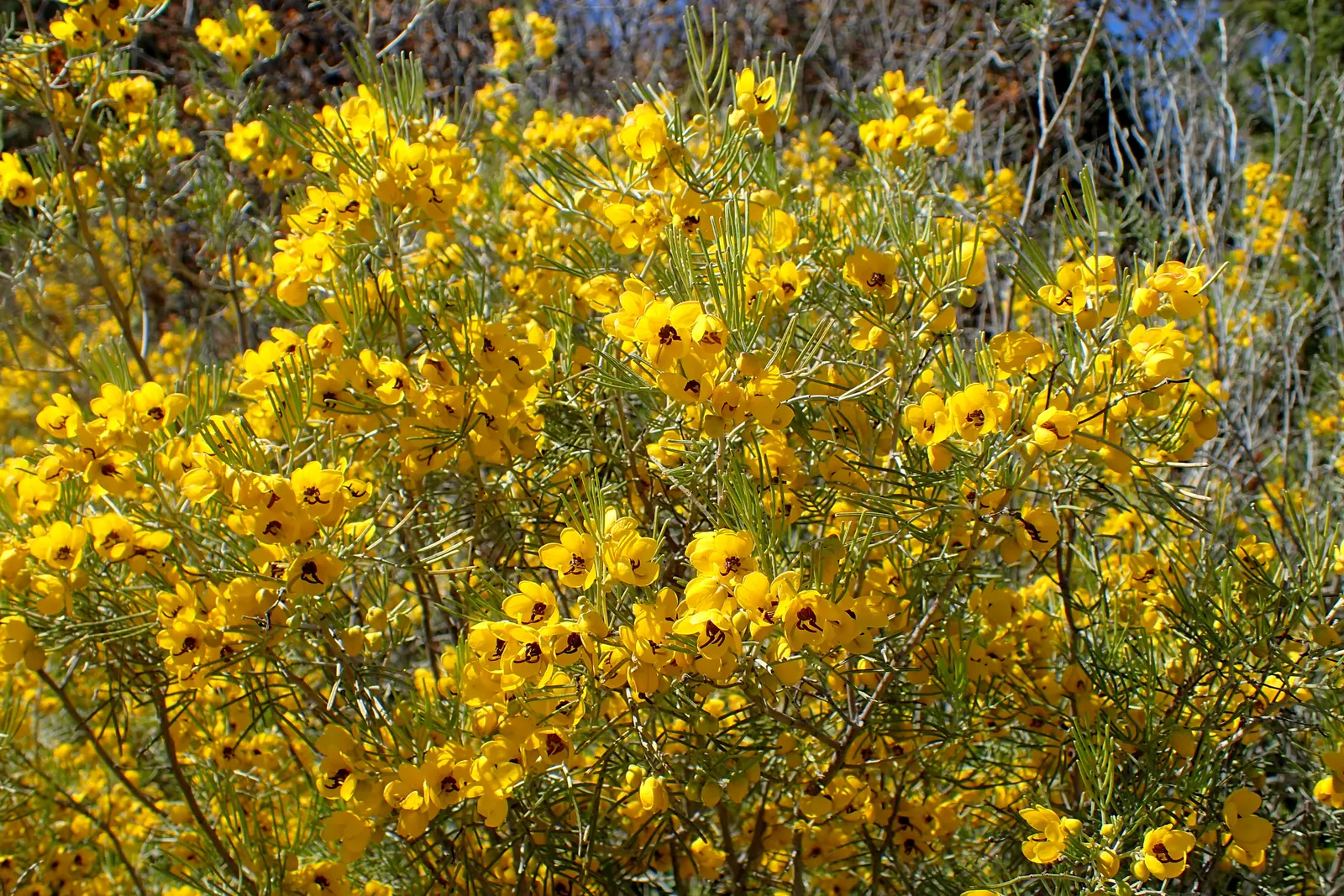 Feathery Cassia Or Senna (Senna Artemisioides) — Ideal for zones 9-11‚Äîrequires well-drained soils and full sun; low-maintenance and attractive to, image 83