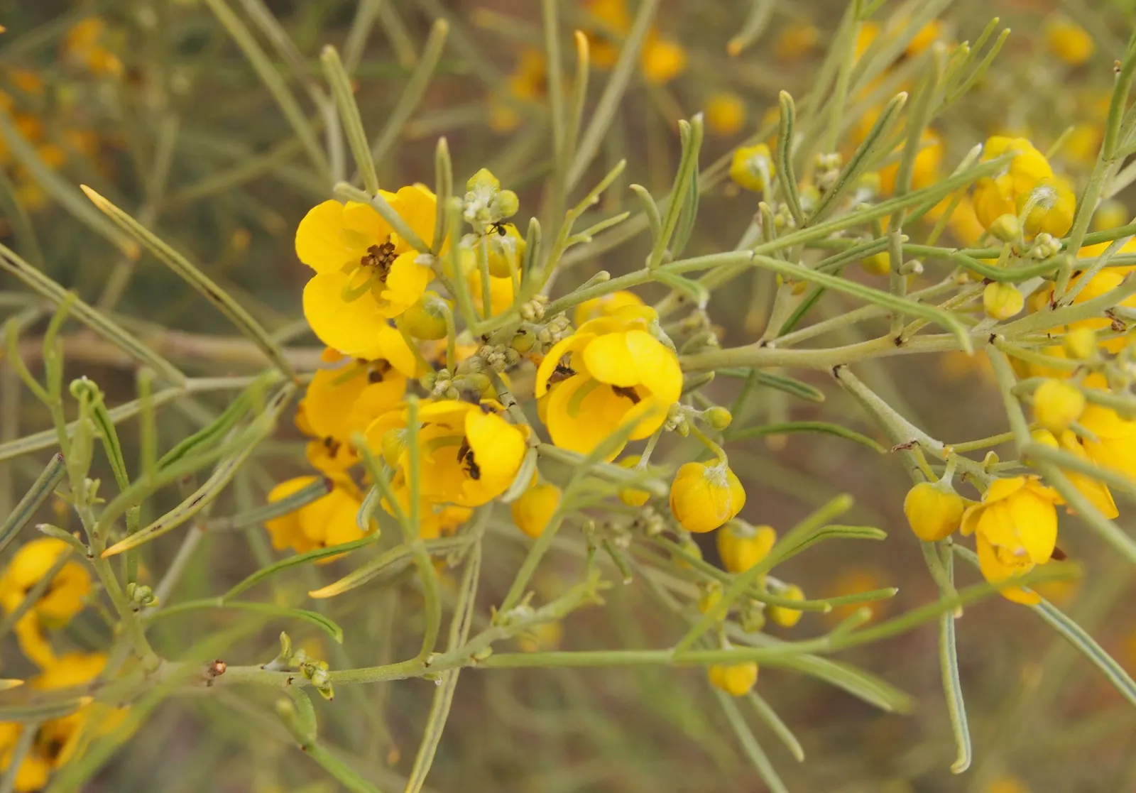Feathery Cassia Or Senna (Senna Artemisioides) — it can withstand temperatures down to about 20&deg;F; prune selectively to maintain shape and encourage denser