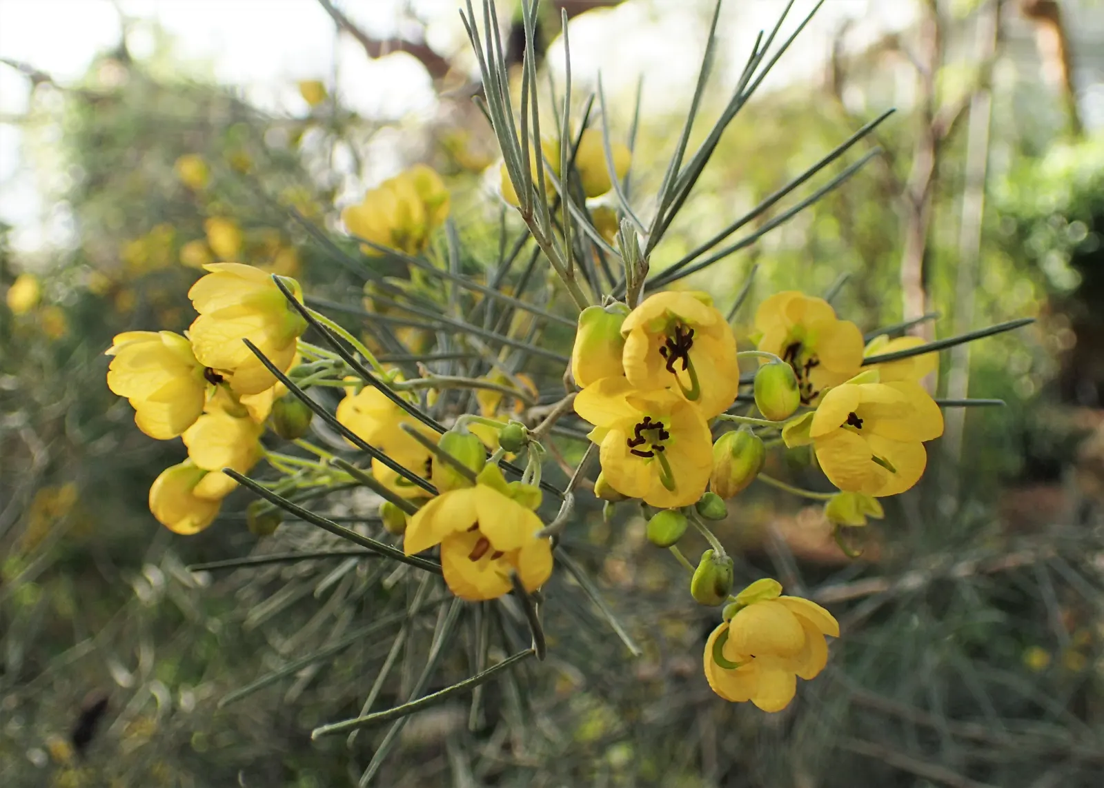 Feathery Cassia Or Senna (Senna Artemisioides) — with each flower cluster displaying 5 to 10 individual flowers; this drought-tolerant shrub reaches 5-10 feet