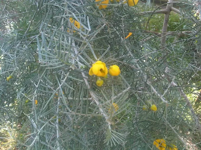 Feathery Cassia Or Senna (Senna Artemisioides) — boasts showy yellow blossoms in late winter to spring; the blooms are conspicuous, image 80