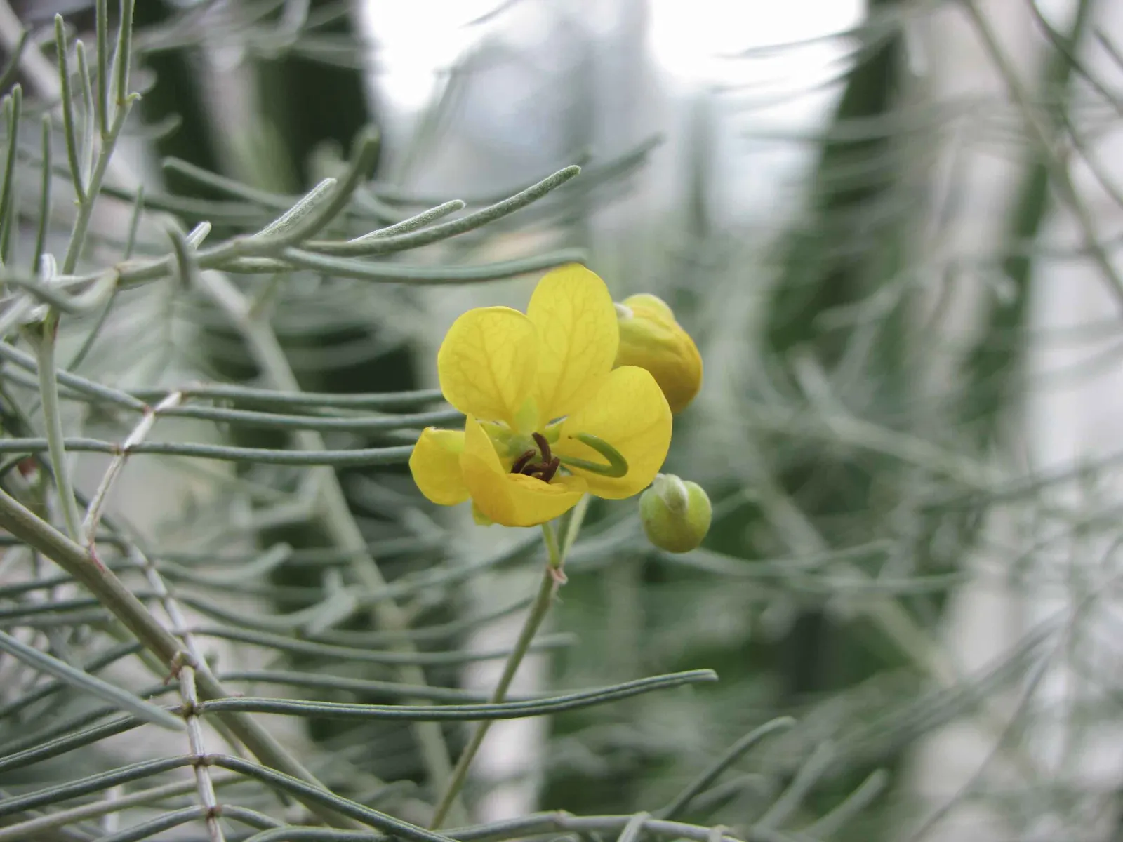 Feathery Cassia Or Senna (Senna Artemisioides) — This drought-tolerant shrub reaches 5-10 feet high; this will likely result in reduced blooming, image 81