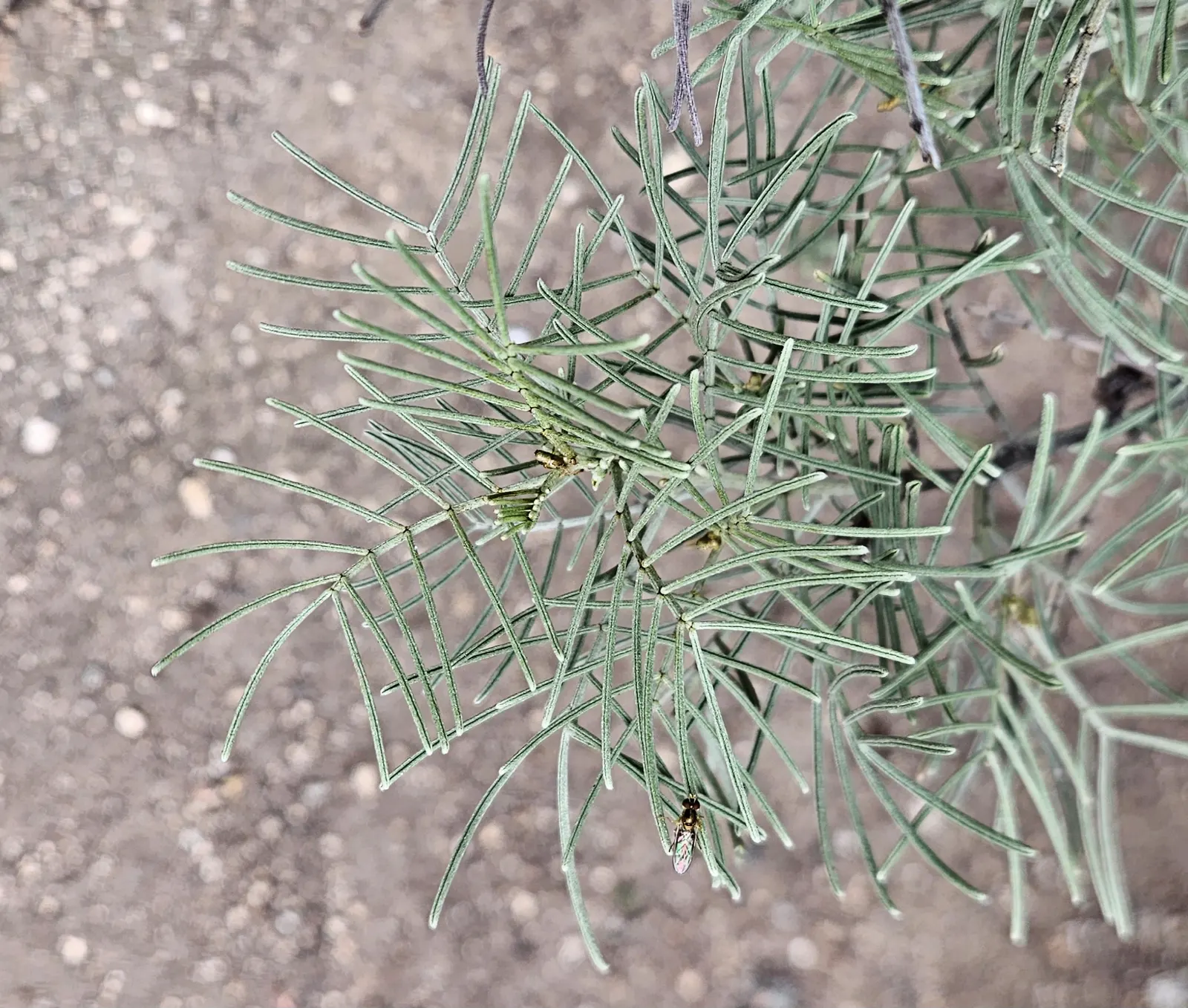 Feathery Cassia Or Senna (Senna Artemisioides) — The Feathery Cassia (Senna artemisioides); silvery foliage granting a delicate texture to, image 79