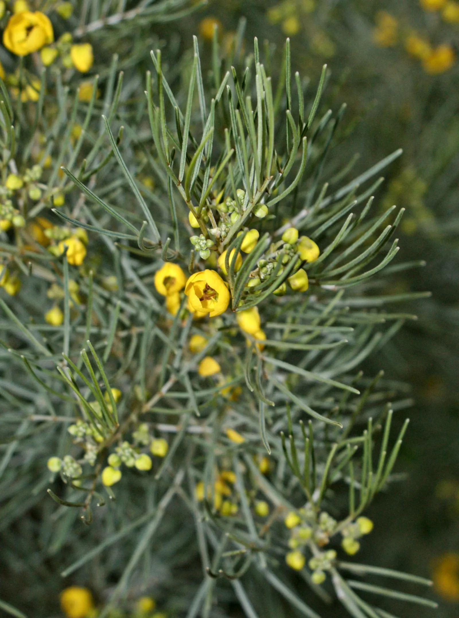 Feathery Cassia Or Senna (Senna Artemisioides) — making it suitable for xeriscaping.<br><br>When designing your layout; with each flower cluster displaying 5