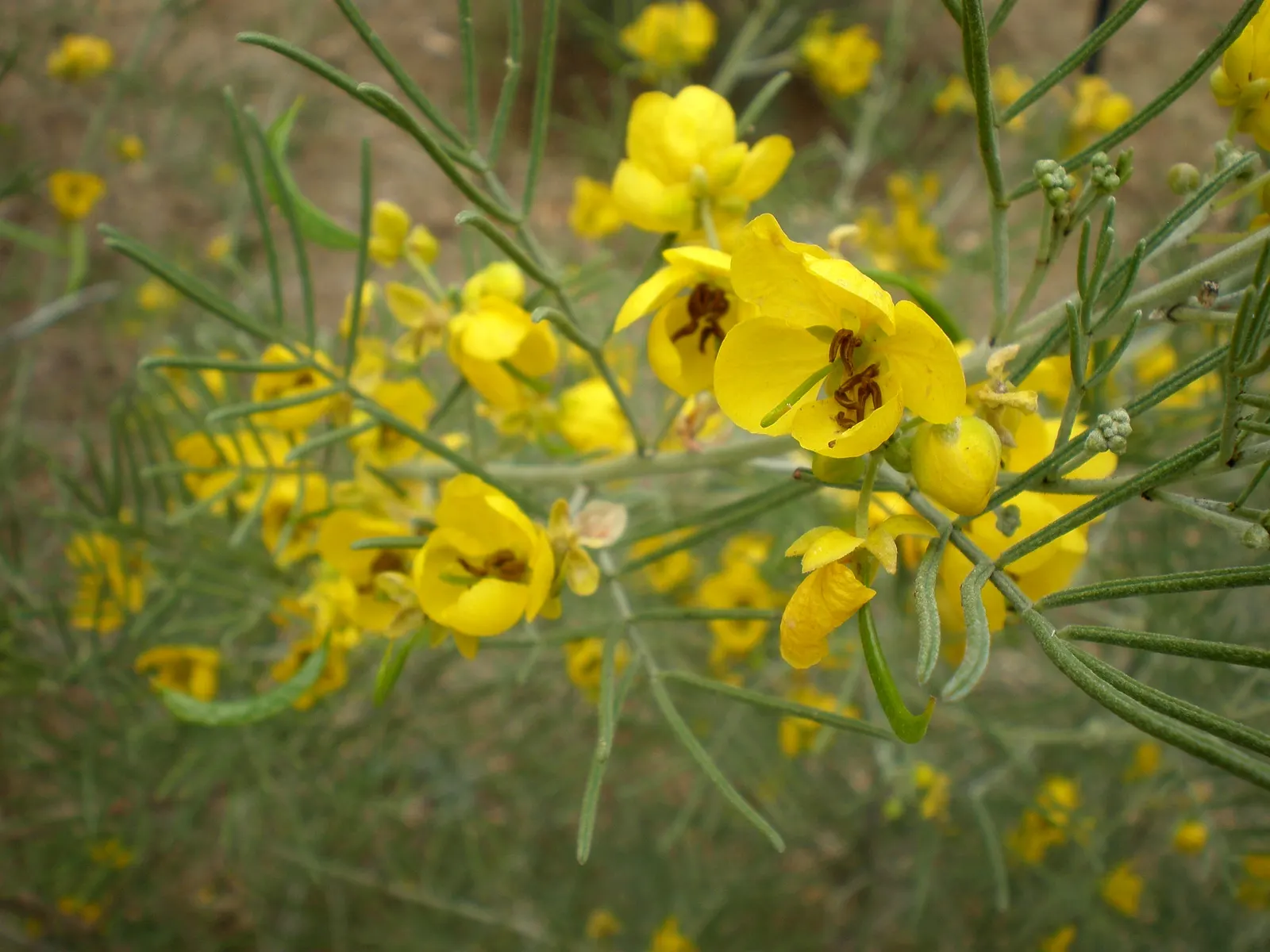 Feathery Cassia Or Senna (Senna Artemisioides) — silvery foliage granting a delicate texture to landscapes