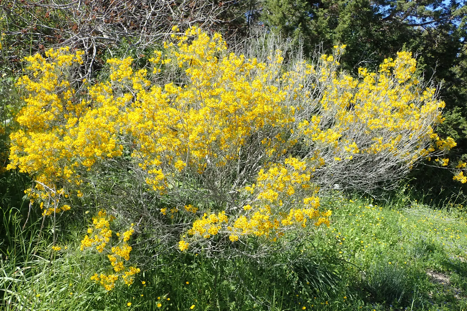 Feathery Cassia Or Senna (Senna Artemisioides) — Senna artemisioides is highly adaptable; making it suitable for xeriscaping.<br><br>When designing, image 66