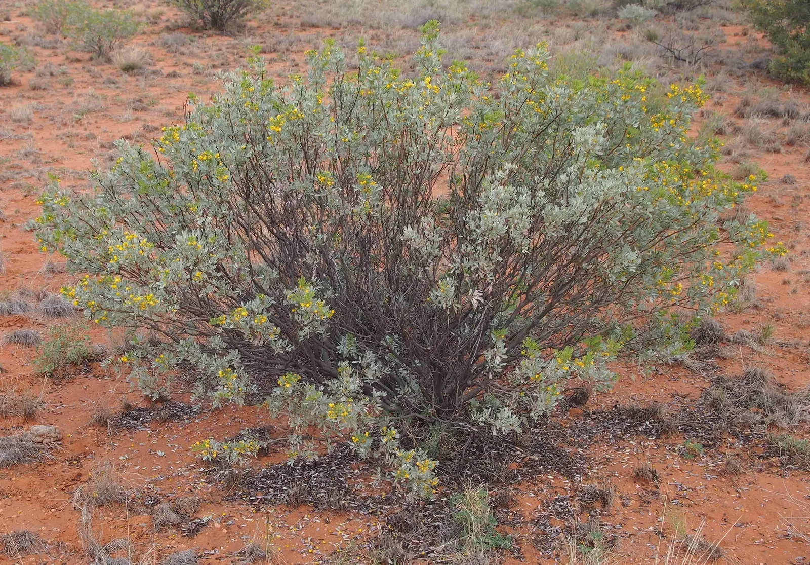 Feathery Cassia Or Senna (Senna Artemisioides) — Prune selectively to maintain shape and encourage denser foliage; senna artemisioides is highly adaptable