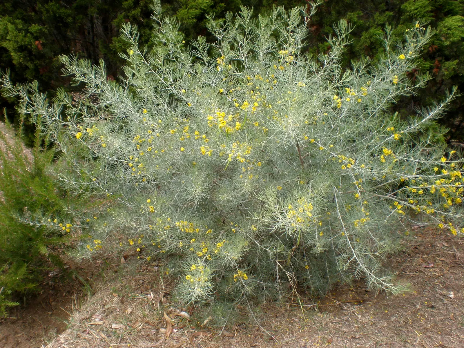 Feathery Cassia Or Senna (Senna Artemisioides) — This drought-tolerant shrub reaches 5-10 feet high; this will likely result in reduced blooming