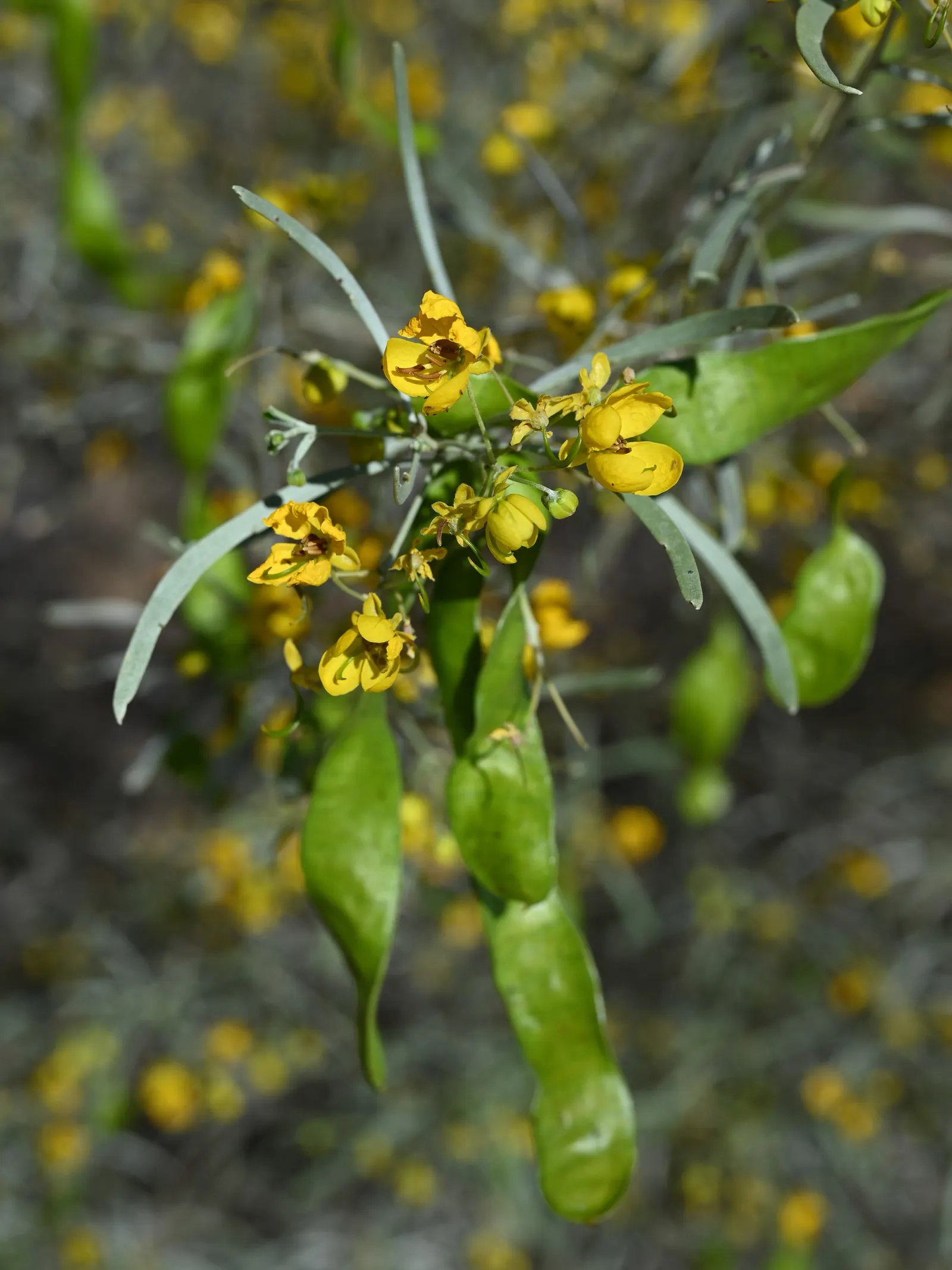 Feathery Cassia Or Senna (Senna Artemisioides) — though heavy frosts may damage the plant; boasts showy yellow blossoms in late winter to spring, image 75