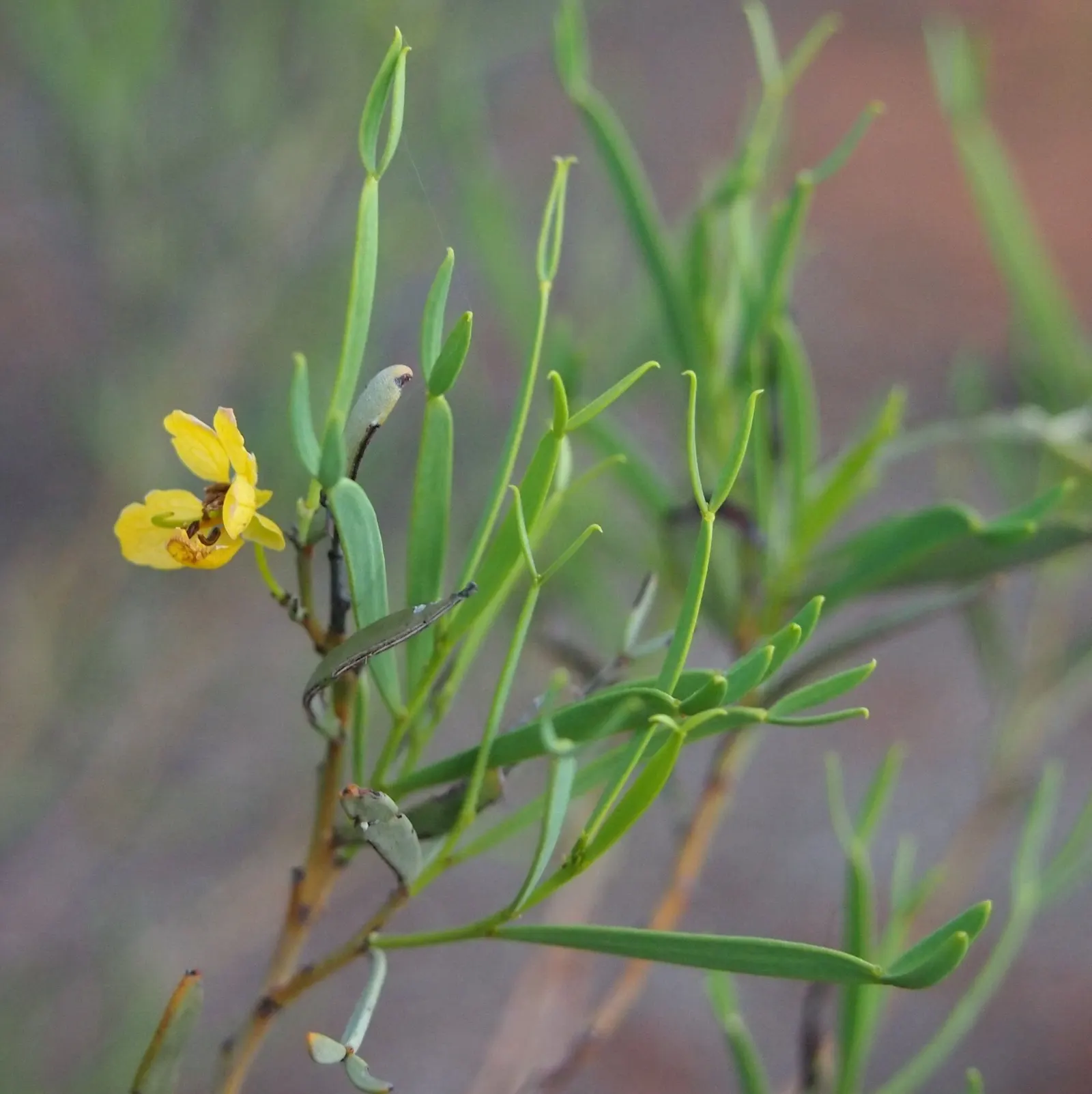 Feathery Cassia Or Senna (Senna Artemisioides) — boasts showy yellow blossoms in late winter to spring; the blooms are conspicuous, image 54