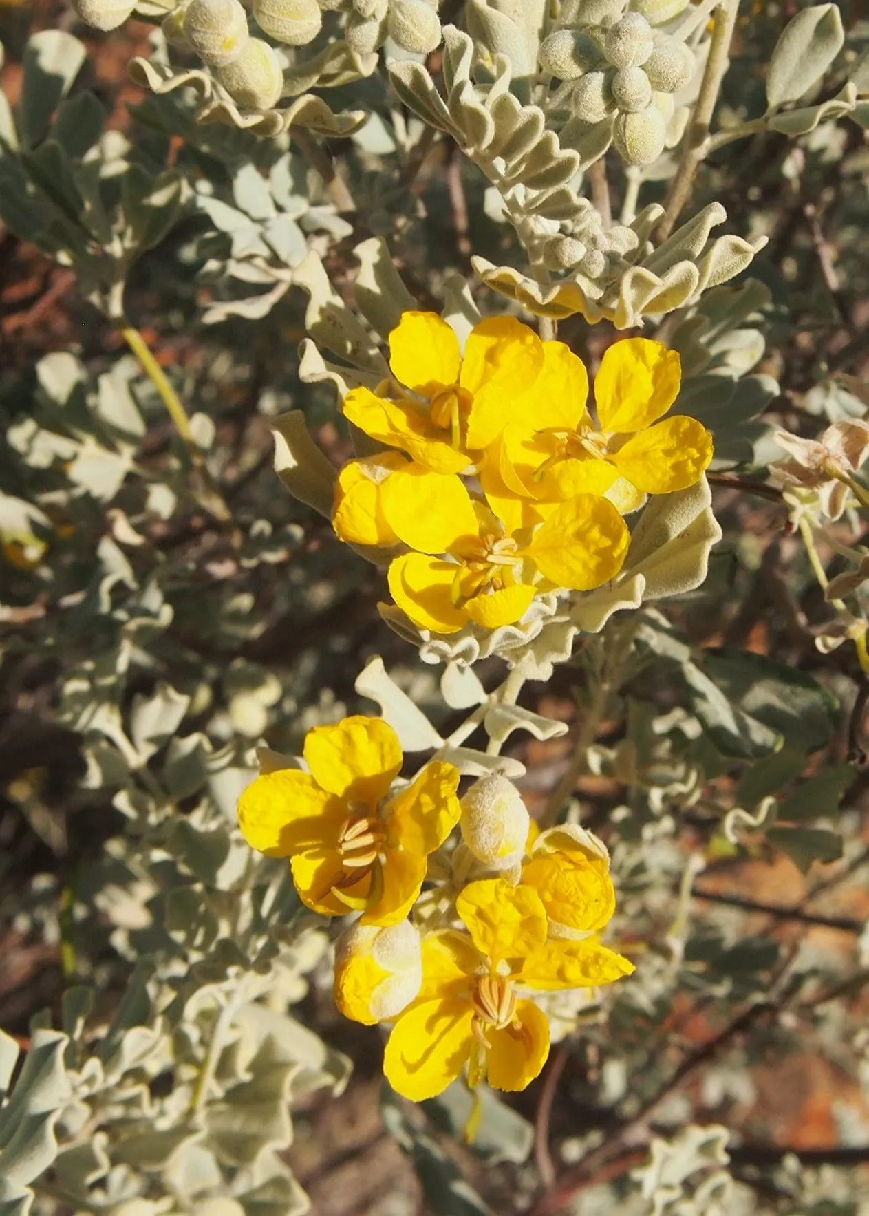 Feathery Cassia Or Senna (Senna Artemisioides) — boasts showy yellow blossoms in late winter to spring; the blooms are conspicuous