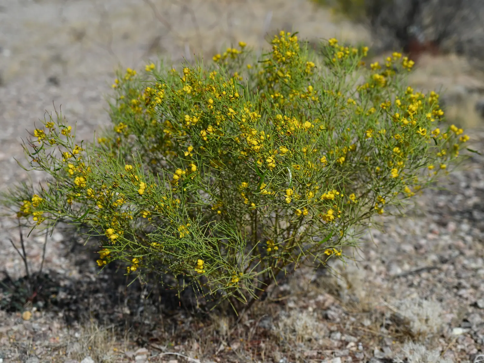 Feathery Cassia Or Senna (Senna Artemisioides) — though heavy frosts may damage the plant; boasts showy yellow blossoms in late winter to spring