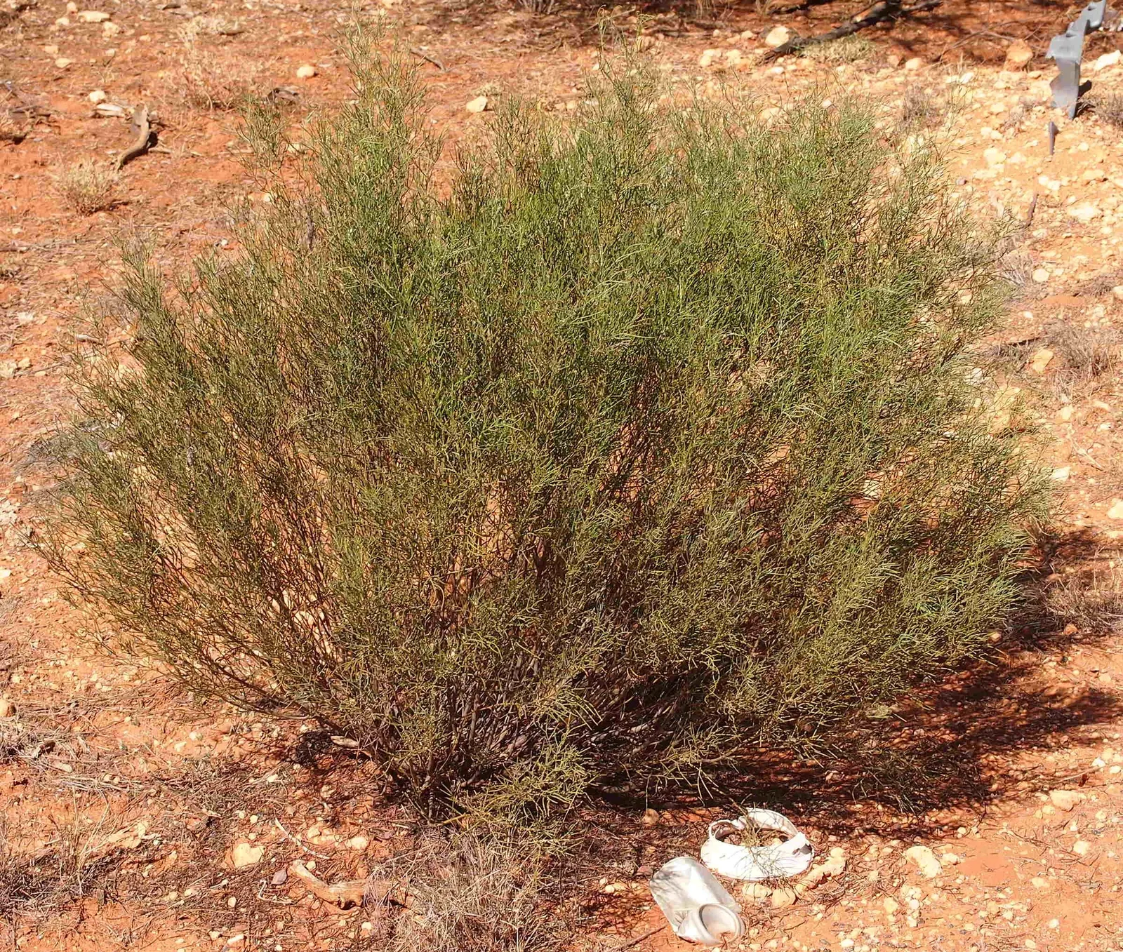 Feathery Cassia Or Senna (Senna Artemisioides) — The plant prefers well-draining soils and requires minimal water once settled