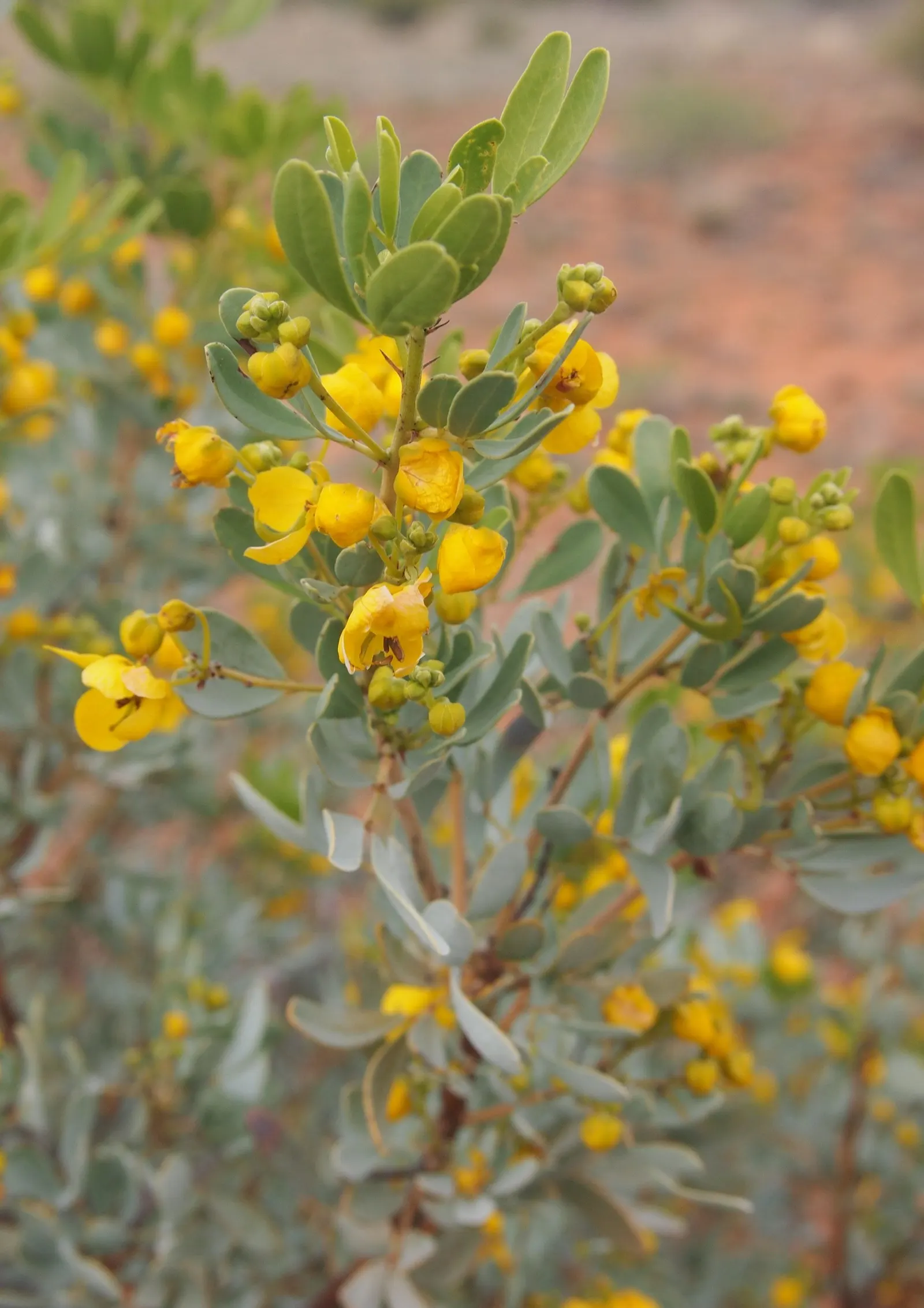 Feathery Cassia Or Senna (Senna Artemisioides) — The Feathery Cassia (Senna artemisioides)