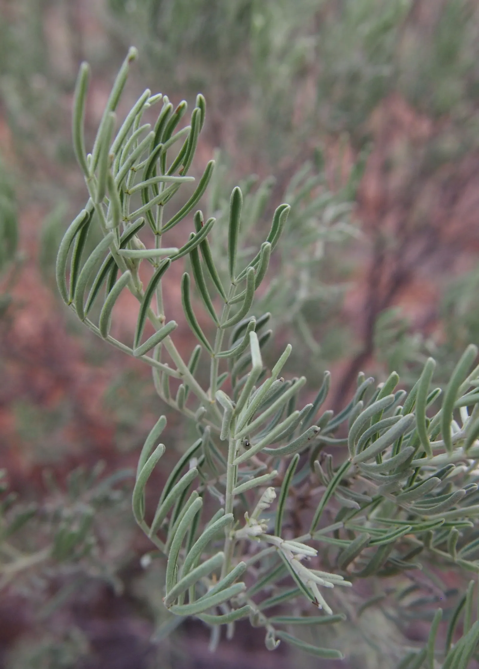 Feathery Cassia Or Senna (Senna Artemisioides) — this will likely result in reduced blooming; the plant prefers well-draining soils and requires minimal water