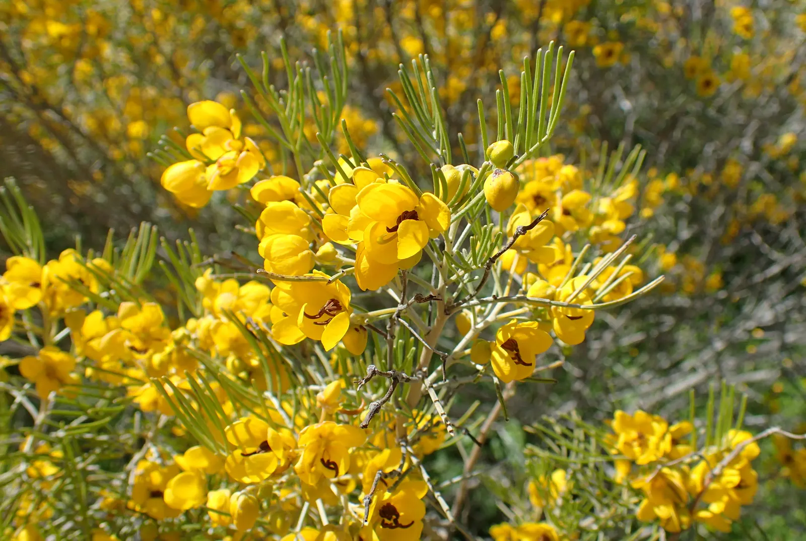 Feathery Cassia Or Senna (Senna Artemisioides) — silvery foliage granting a delicate texture to landscapes; shrub with yellow blooms