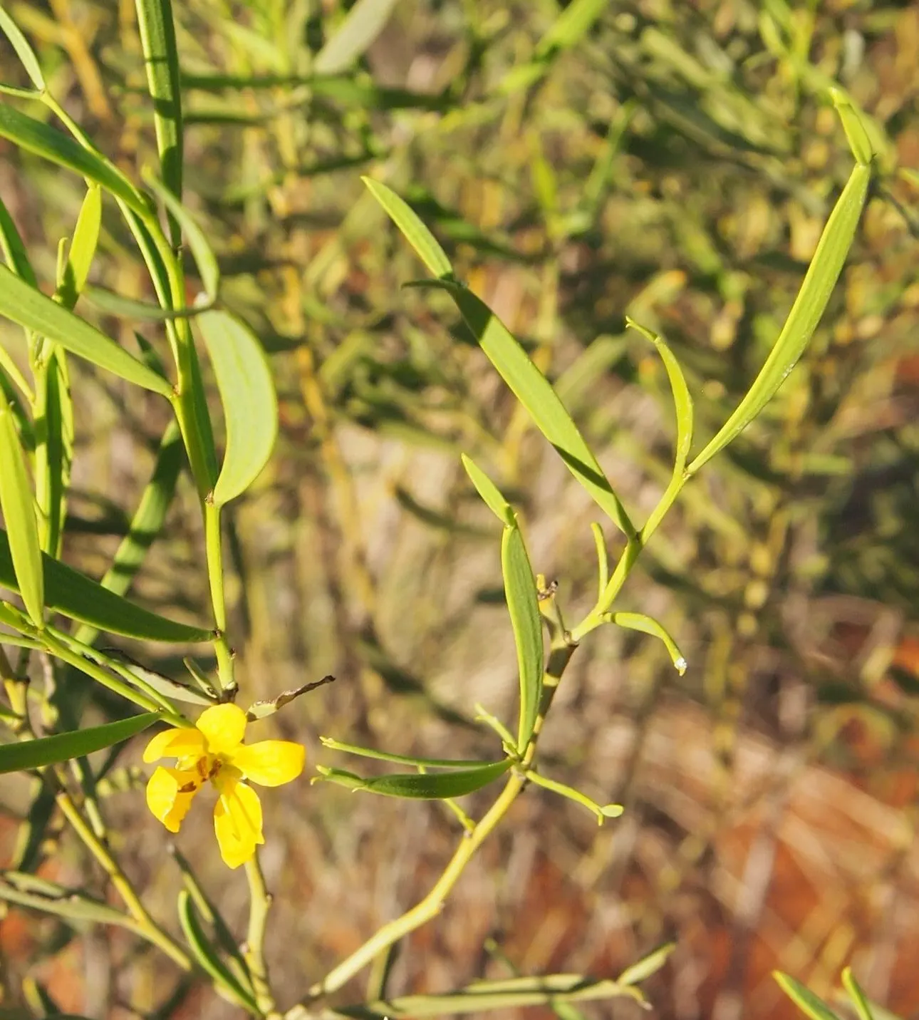 Feathery Cassia Or Senna (Senna Artemisioides) — though heavy frosts may damage the plant
