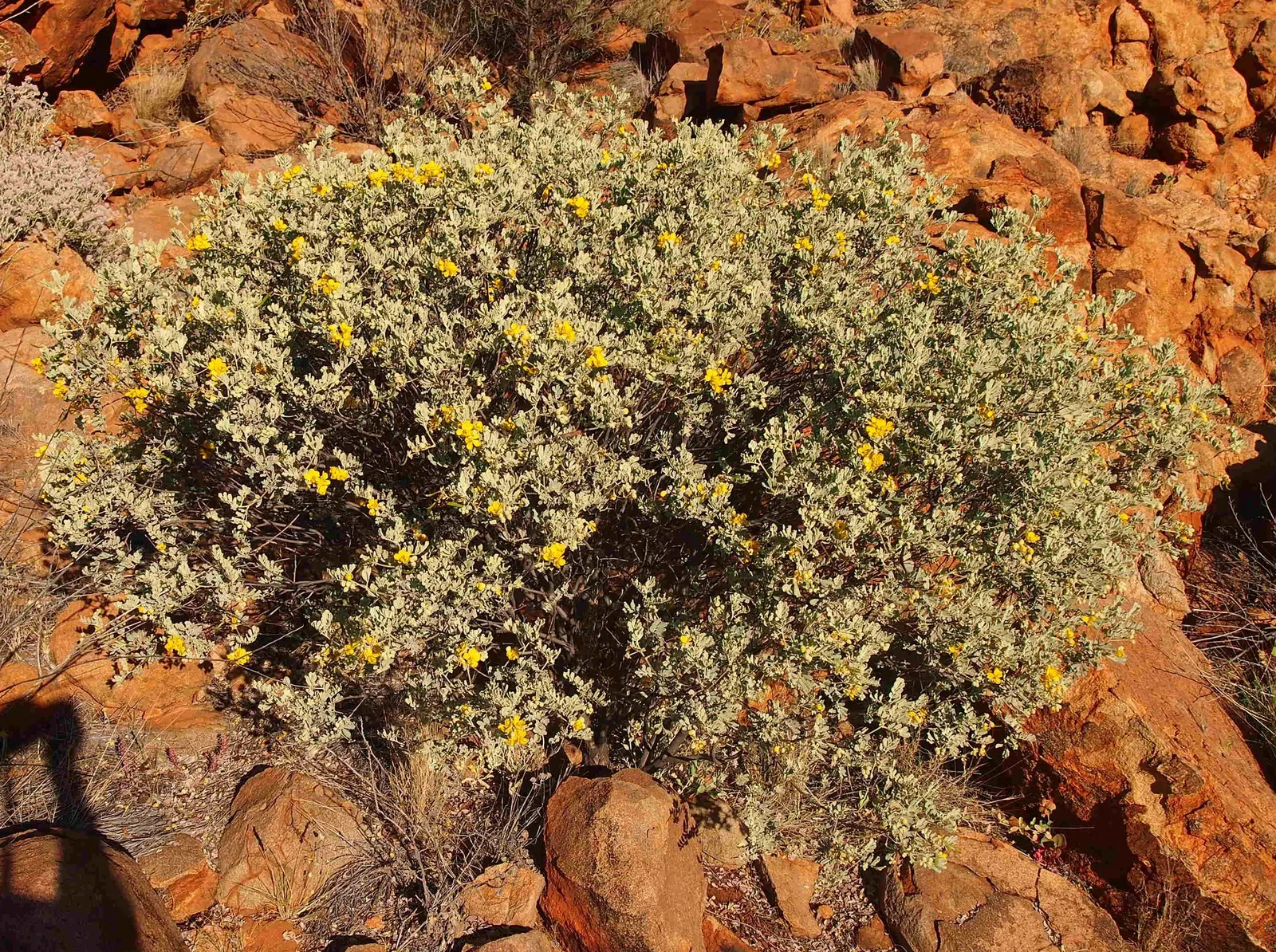Feathery Cassia Or Senna (Senna Artemisioides) — with each flower cluster displaying 5 to 10 individual flowers