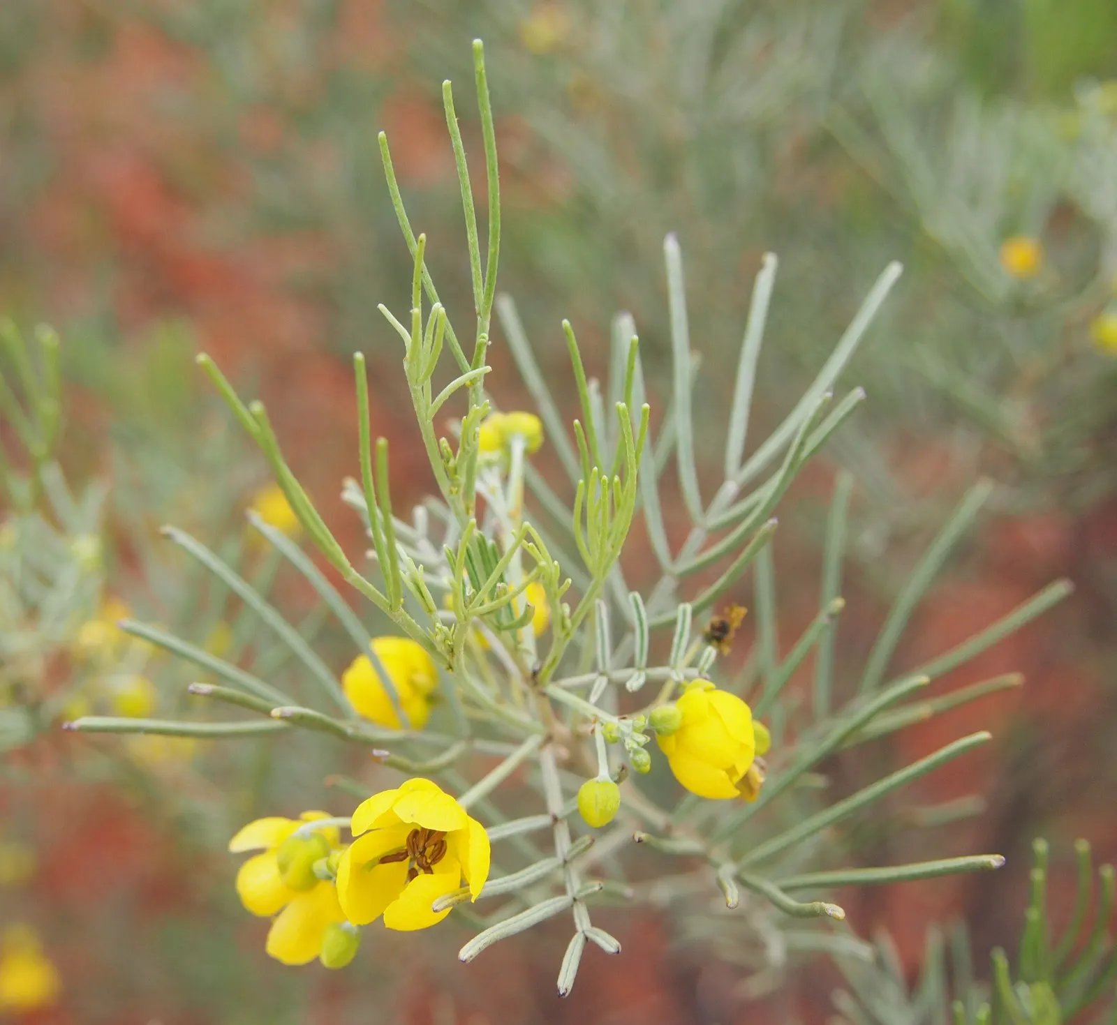 Feathery Cassia Or Senna (Senna Artemisioides) — thriving in USDA Hardiness Zones 8 to 11; yellow flowers in the garden, image 67