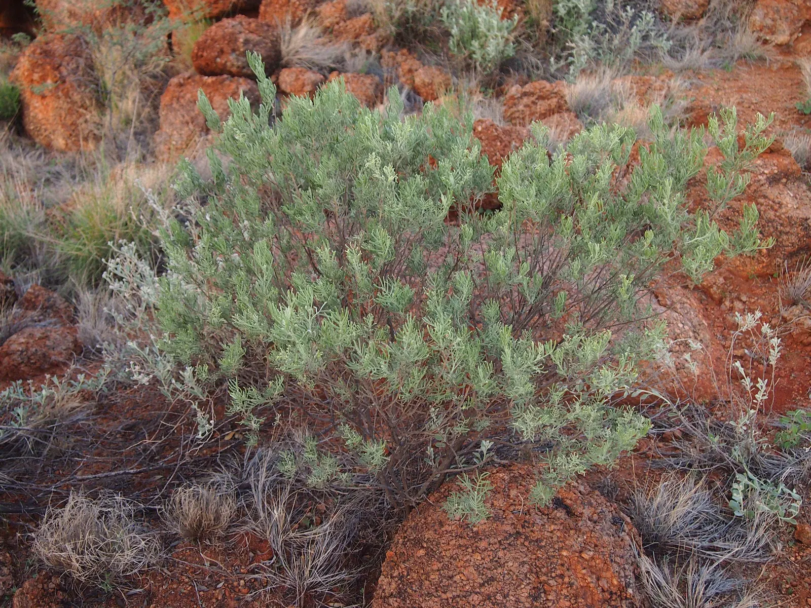 Feathery Cassia Or Senna (Senna Artemisioides) — shrub for full or half; though heavy frosts may damage the plant, image 78