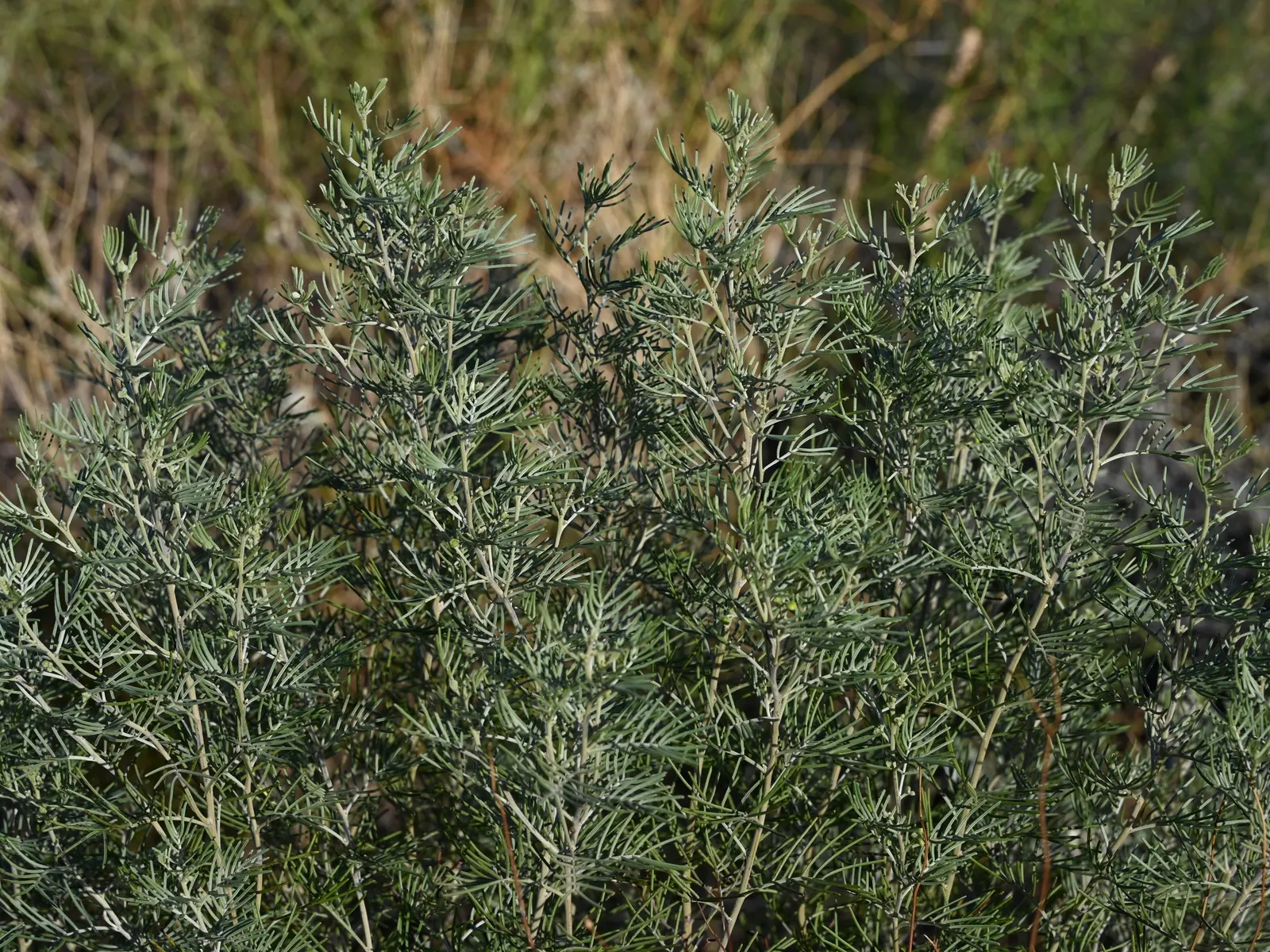 Feathery Cassia Or Senna (Senna Artemisioides) — with each flower cluster displaying 5 to 10 individual flowers; this drought-tolerant shrub, image 64