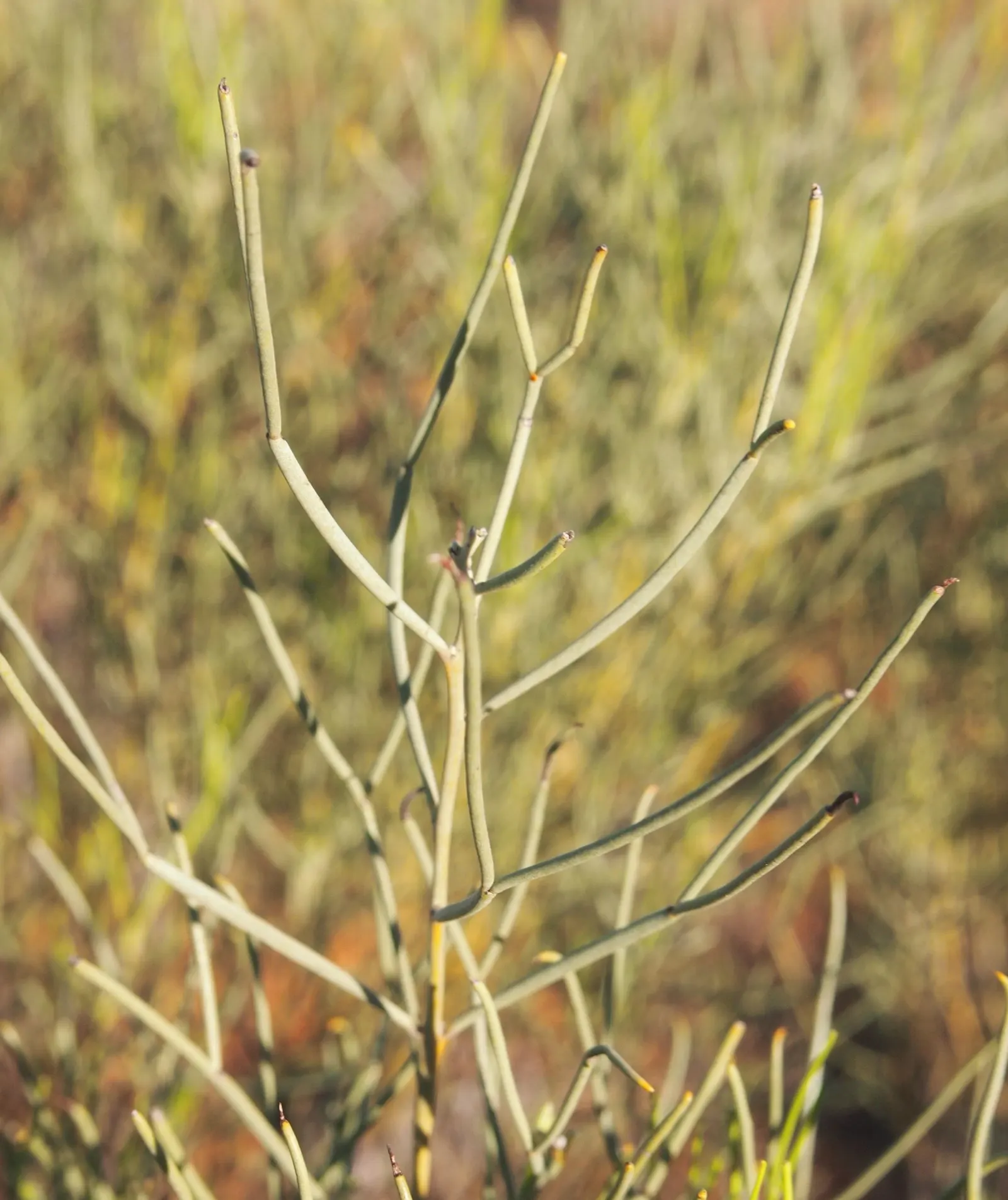 Feathery Cassia Or Senna (Senna Artemisioides) — textured feel to garden landscapes; thriving in USDA Hardiness Zones 8 to 11, image 62