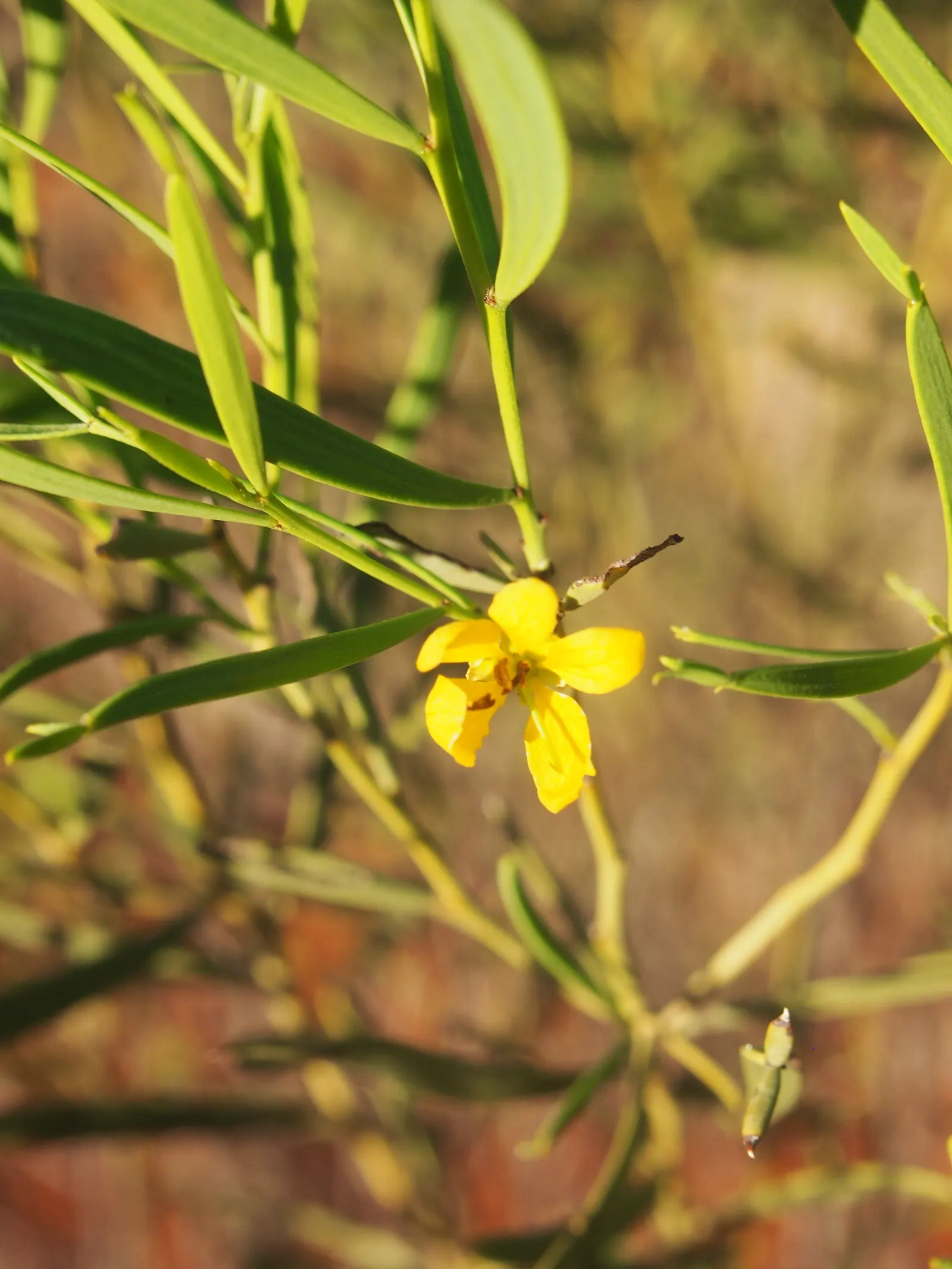 Feathery Cassia Or Senna (Senna Artemisioides) — it can withstand temperatures down to about 20&deg;F; prune selectively to maintain shape and, image 74