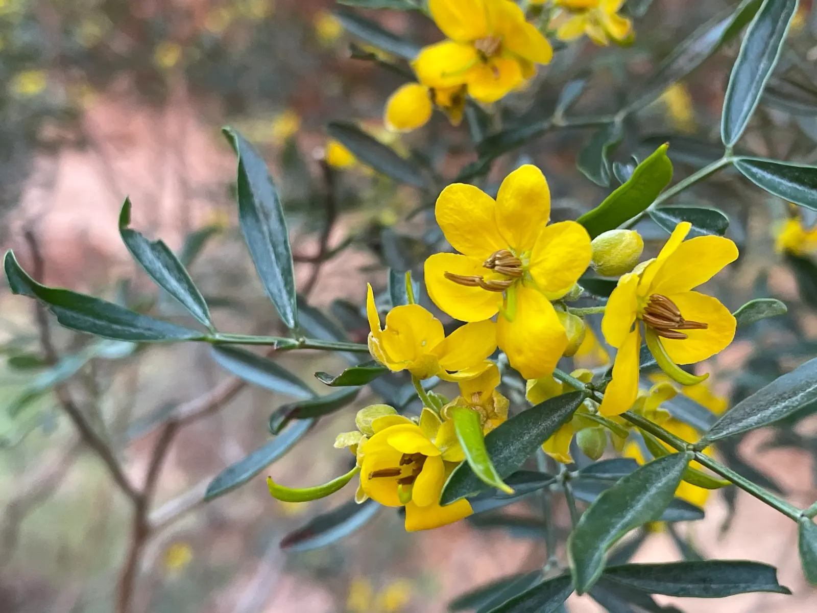 Feathery Cassia Or Senna (Senna Artemisioides) — Prune selectively to maintain shape and encourage denser foliage