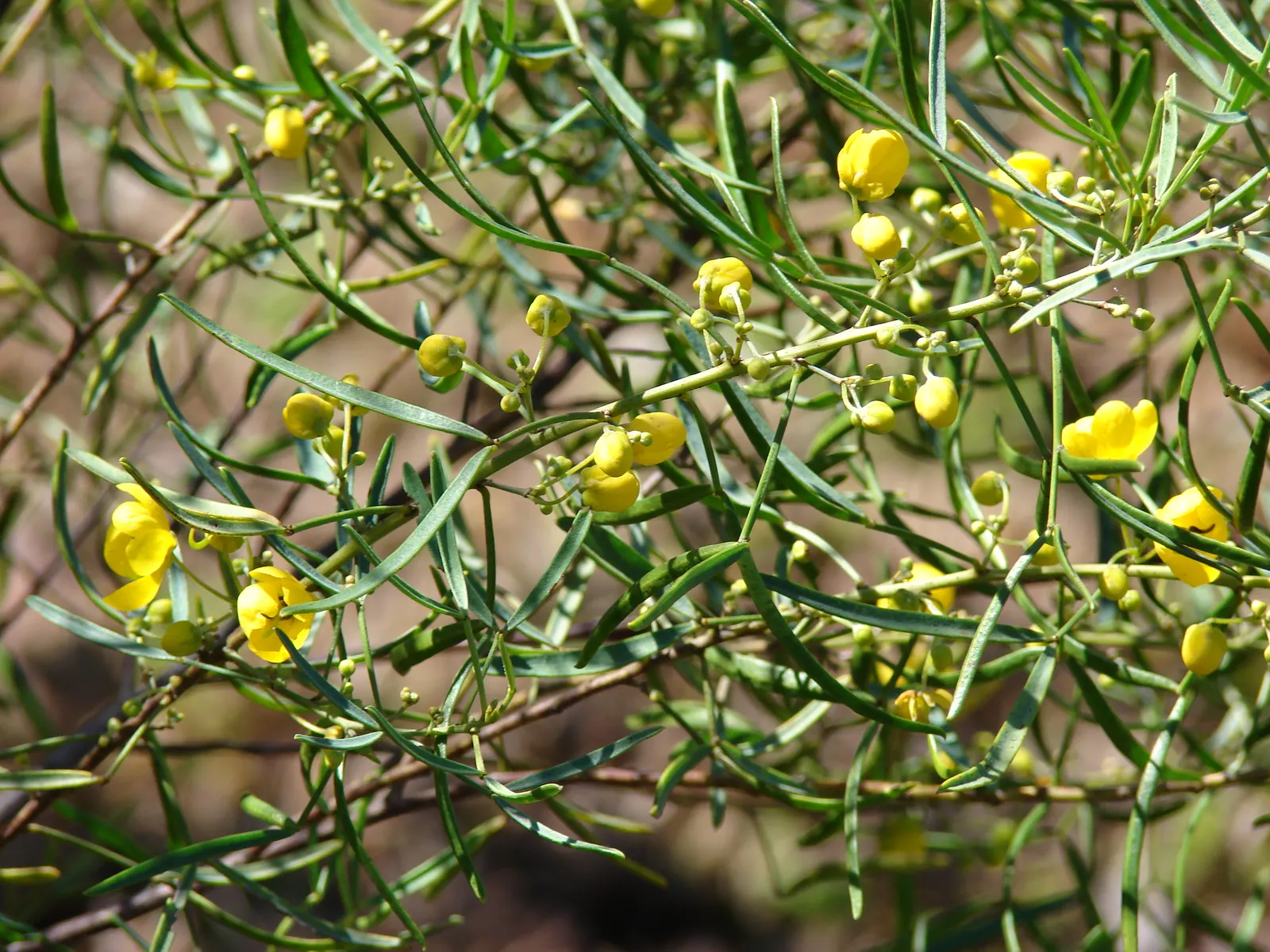 Feathery Cassia Or Senna (Senna Artemisioides) — The blooms are conspicuous; it can withstand temperatures down to about 20&deg;F, image 63